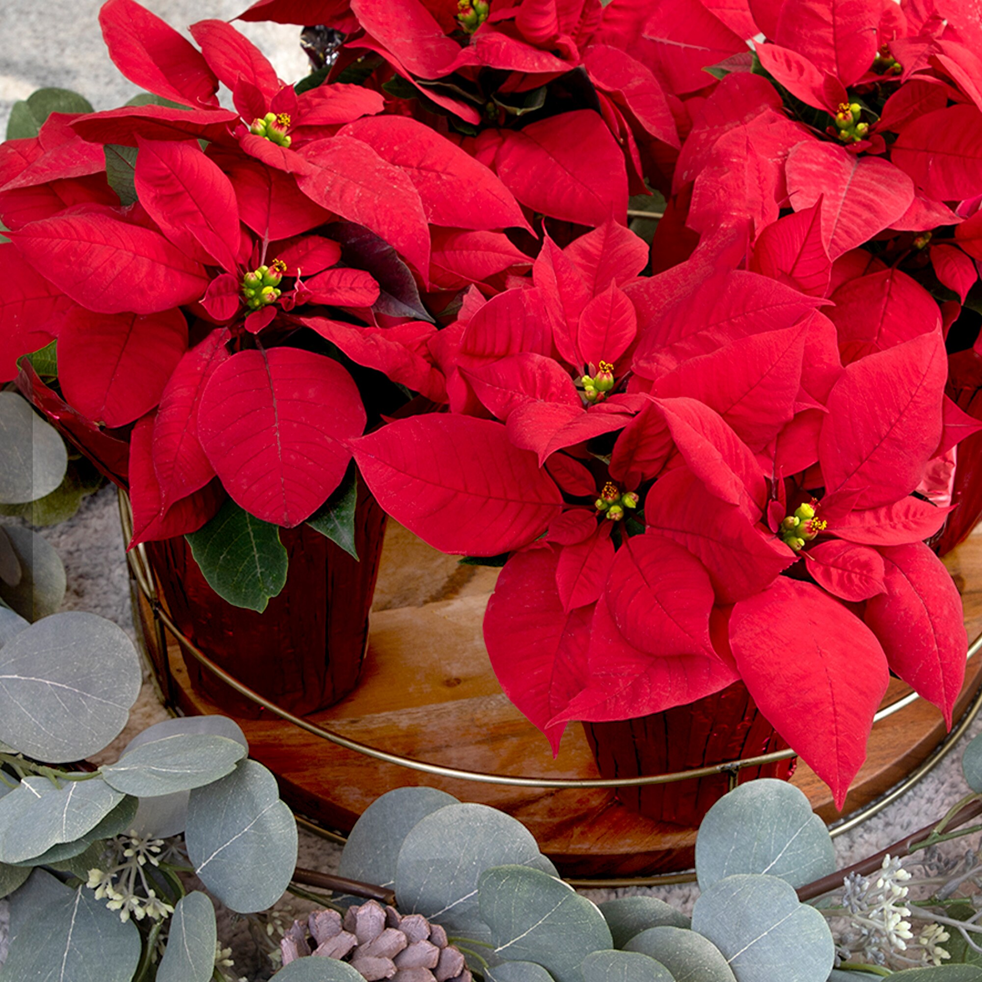 Altman Plants 0881392 Fresh-Cut-Christmas-Decorations - View #6
