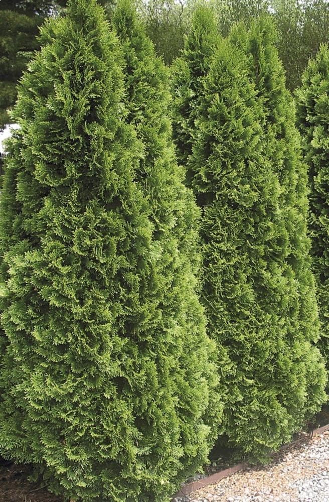 Lowe's NURSERY Emerald Green Arborvitae Screening Shrub in 2.87 -Quart Pot 1 -Pack
