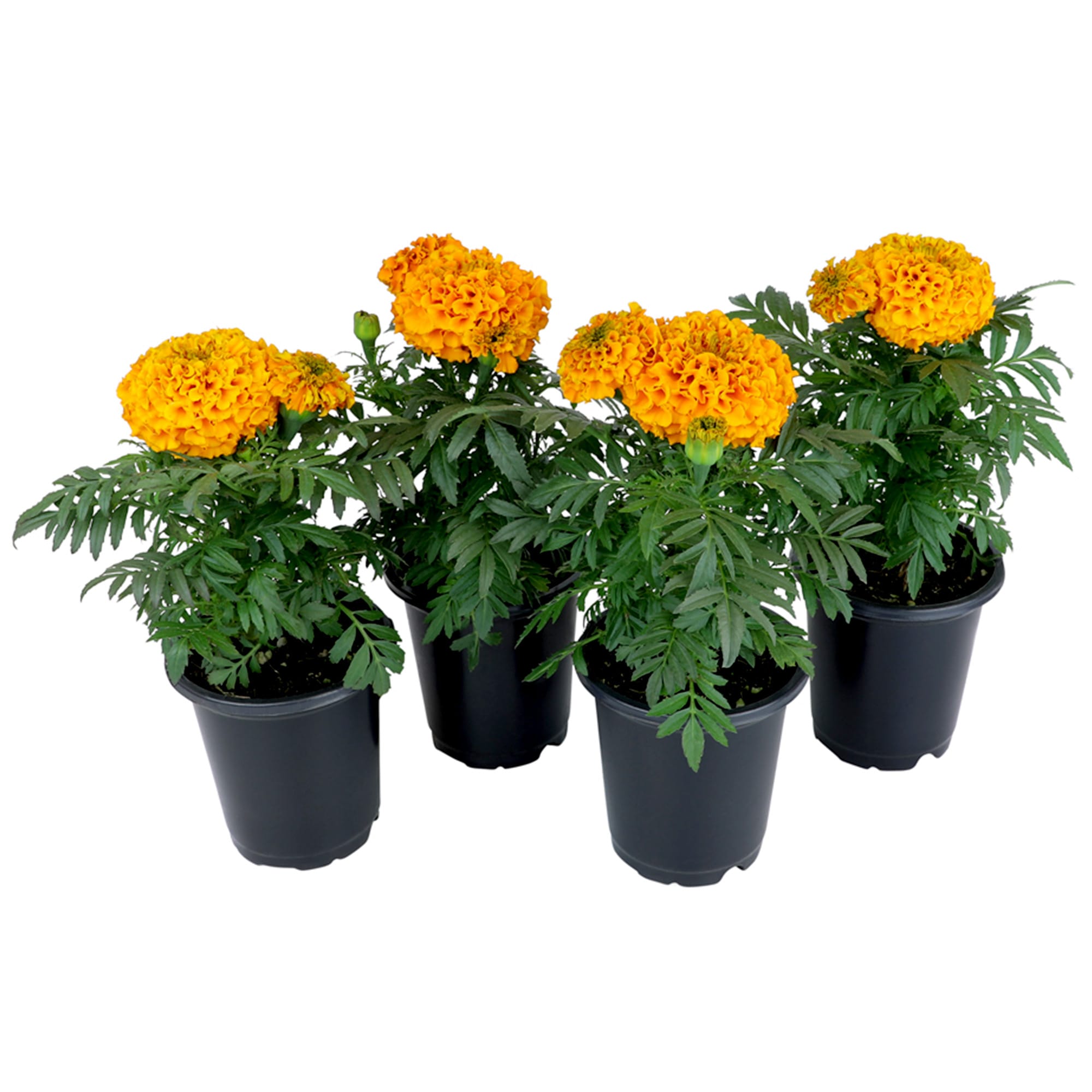 Altman Plants 0881212 Orange Marigold in 1 Pint Pot 4 -Pack