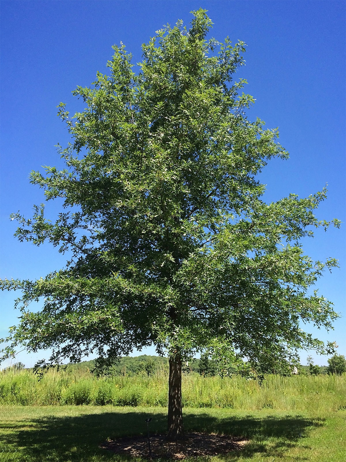 Southern Planters OAKNUT01G trees - View #2