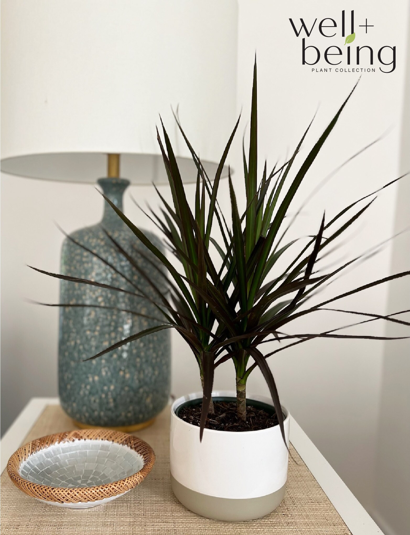  1056 hseplants - View #3