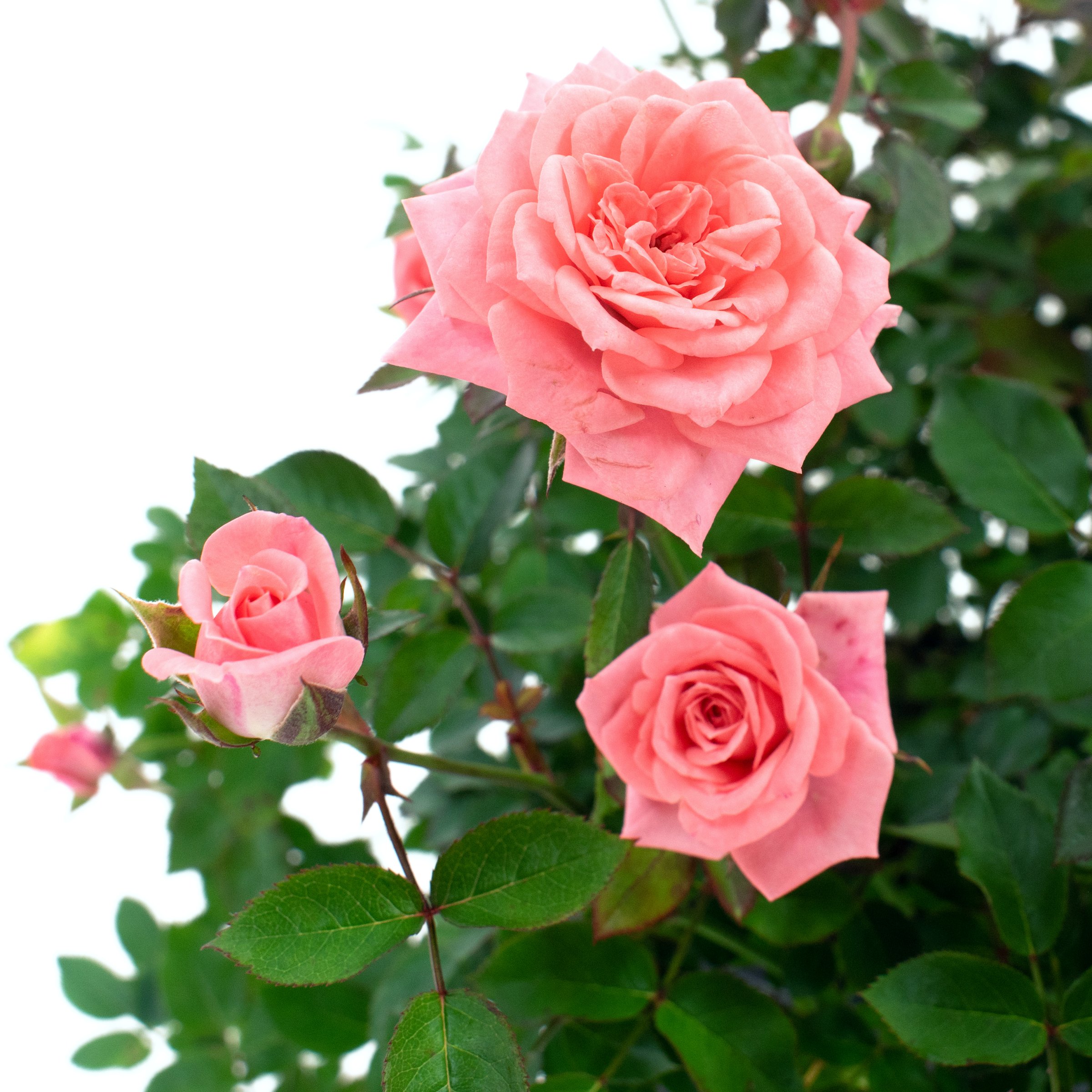 National Plant Network LW1799 Pink Rose Cupcake 1 -Gallon 1 -Pack in Planter