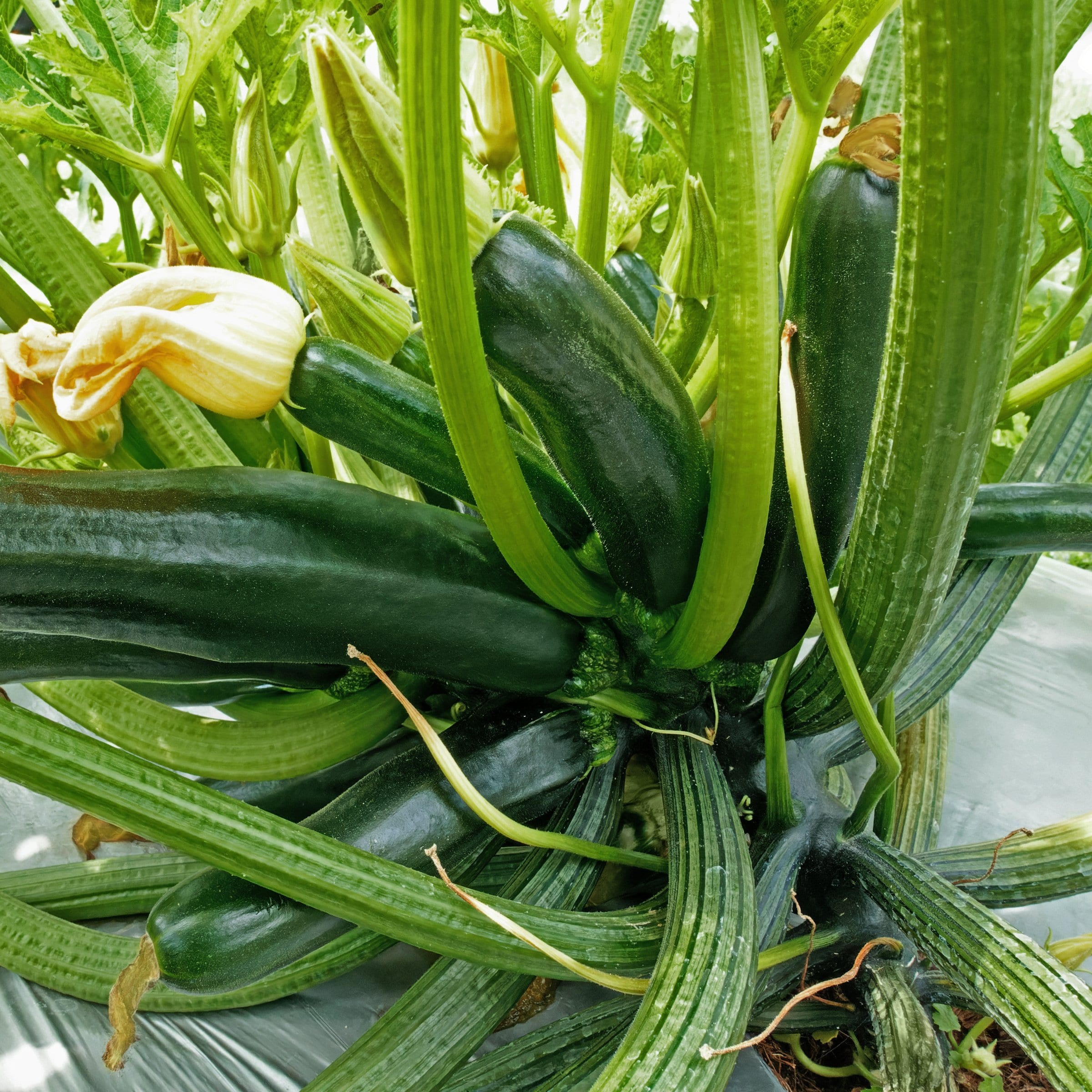 National Plant Network LW2258 Black Beauty Zucchini Plant in Pot