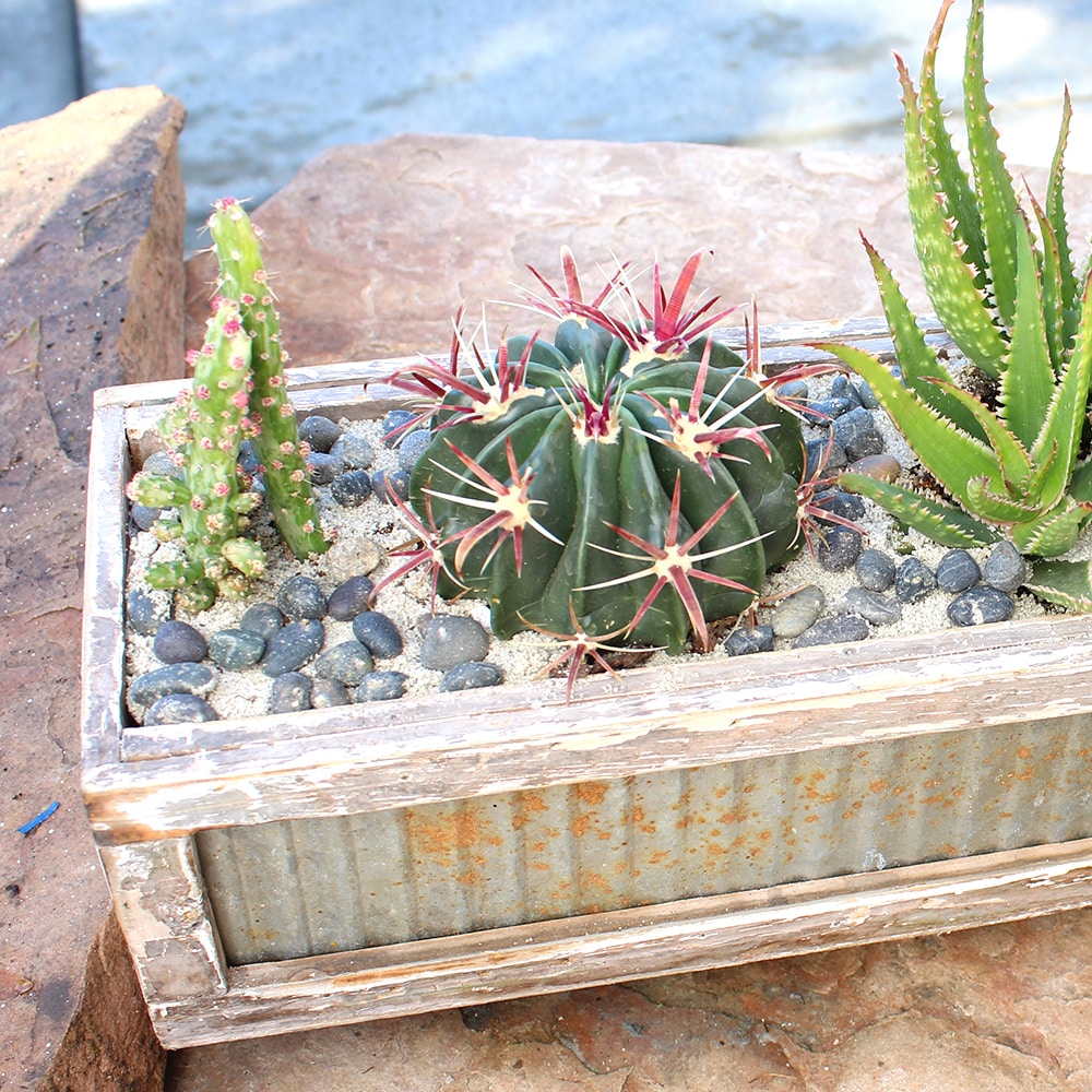 Altman Plants 0872540 Cacti-Succulents - View #8