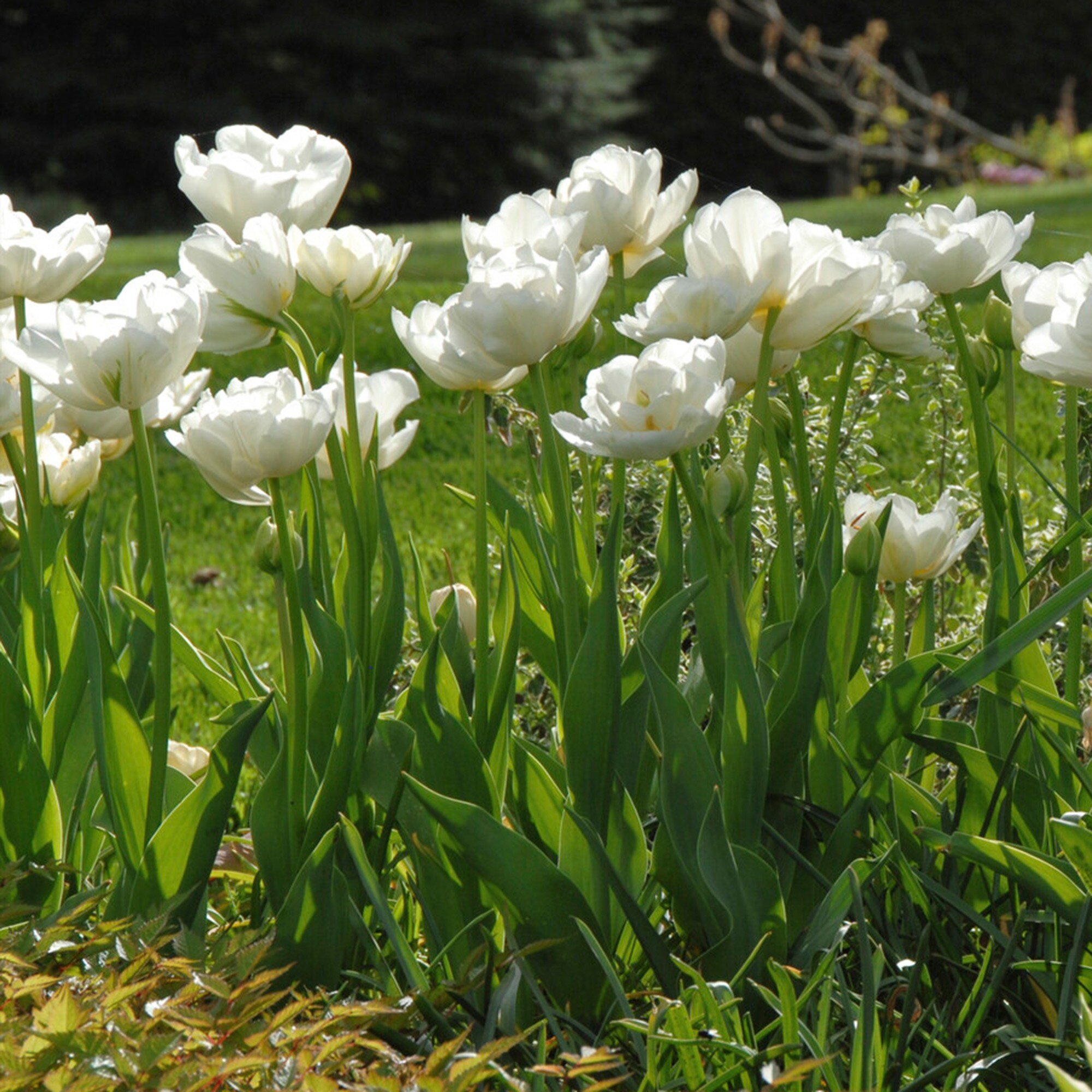 Garden State Bulb ECF-69-25-01 Plant-Bulbs - View #6