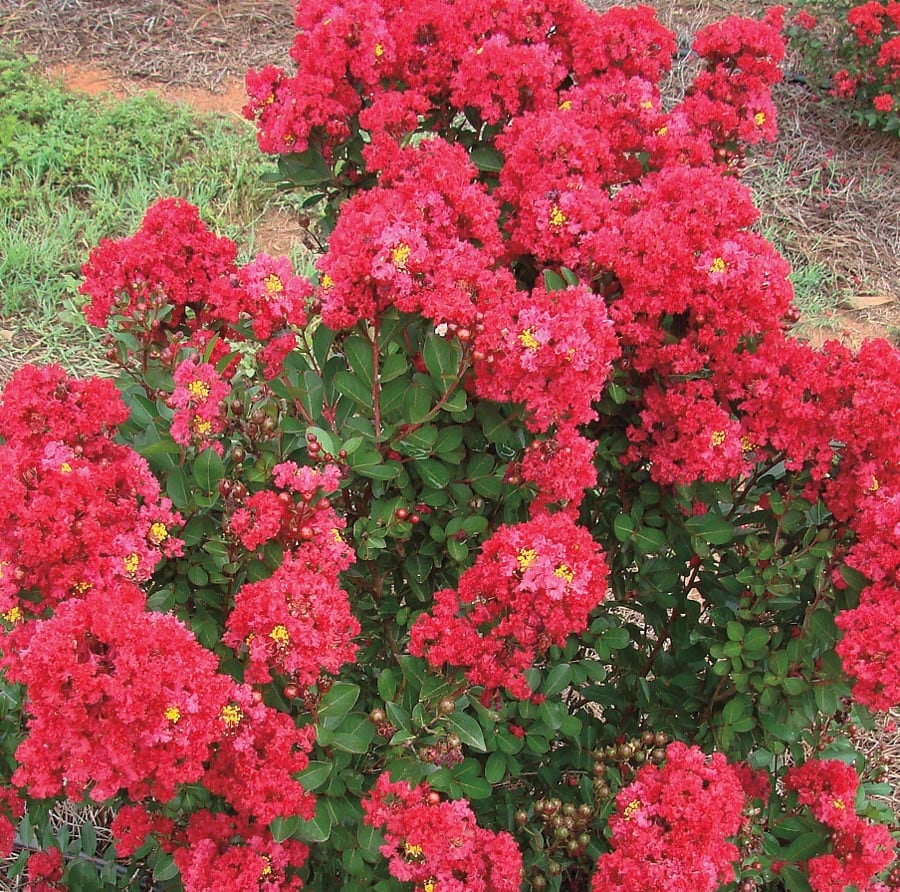 lowes summer