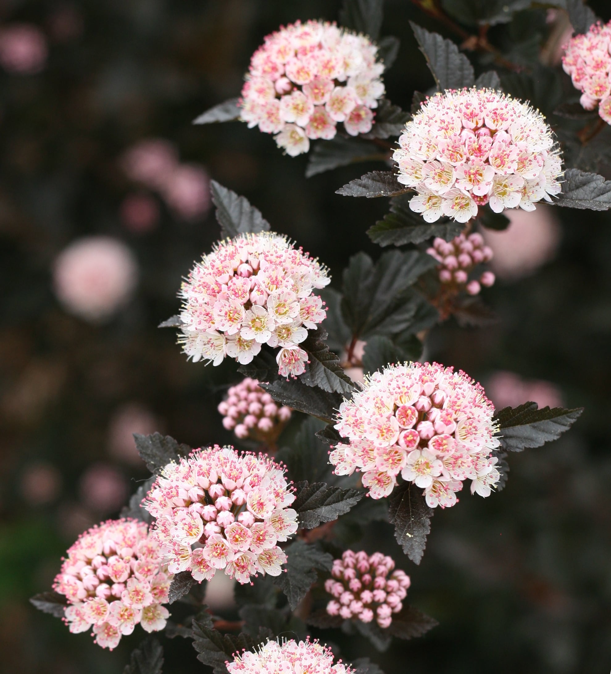 Monrovia 409895 Petite Plum Ninebark Flowering Shrub in 3.58 -Gallon Pot 1 -Pack with Pink Blooms