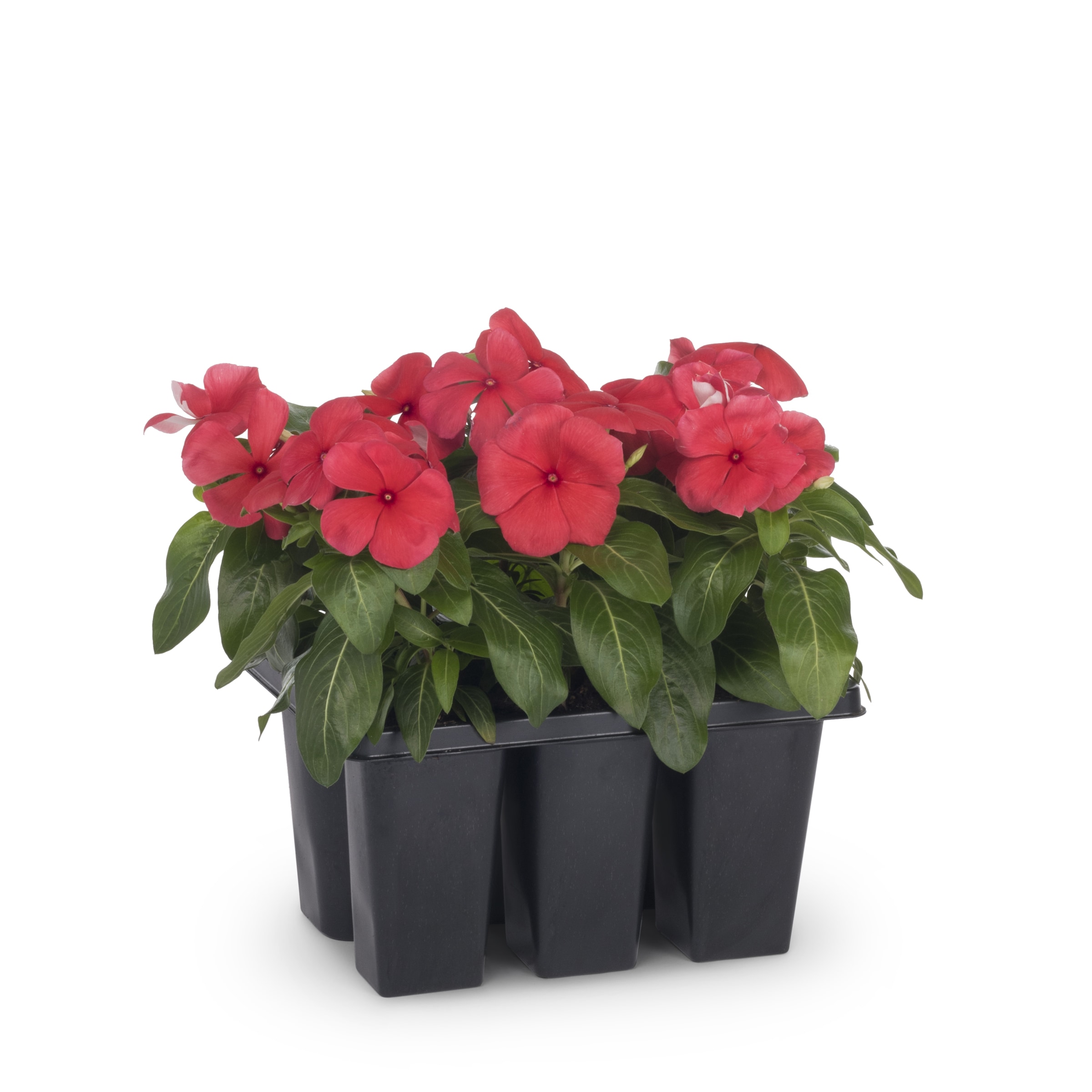 Lowe's Multicolor Vinca in 6-Pack Tray in the Annuals department at ...