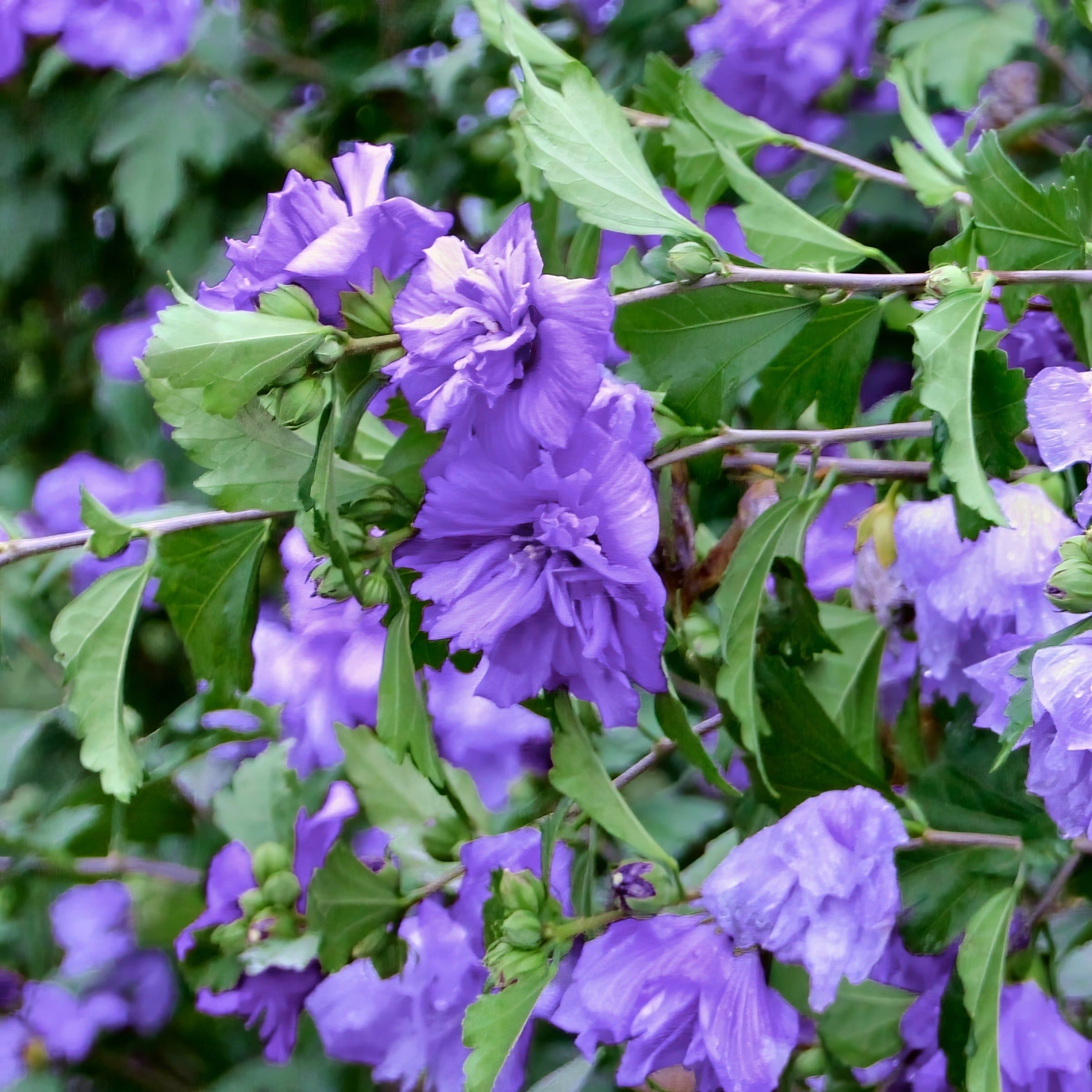 Lavender Blueberry Smoothie Hibiscus Flowering Shrub in 2-Gallon Pot