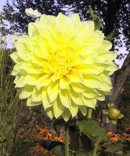  35.23834 Yellow Kelvin Floodlight Dinnerplate Dahlia Bulbs