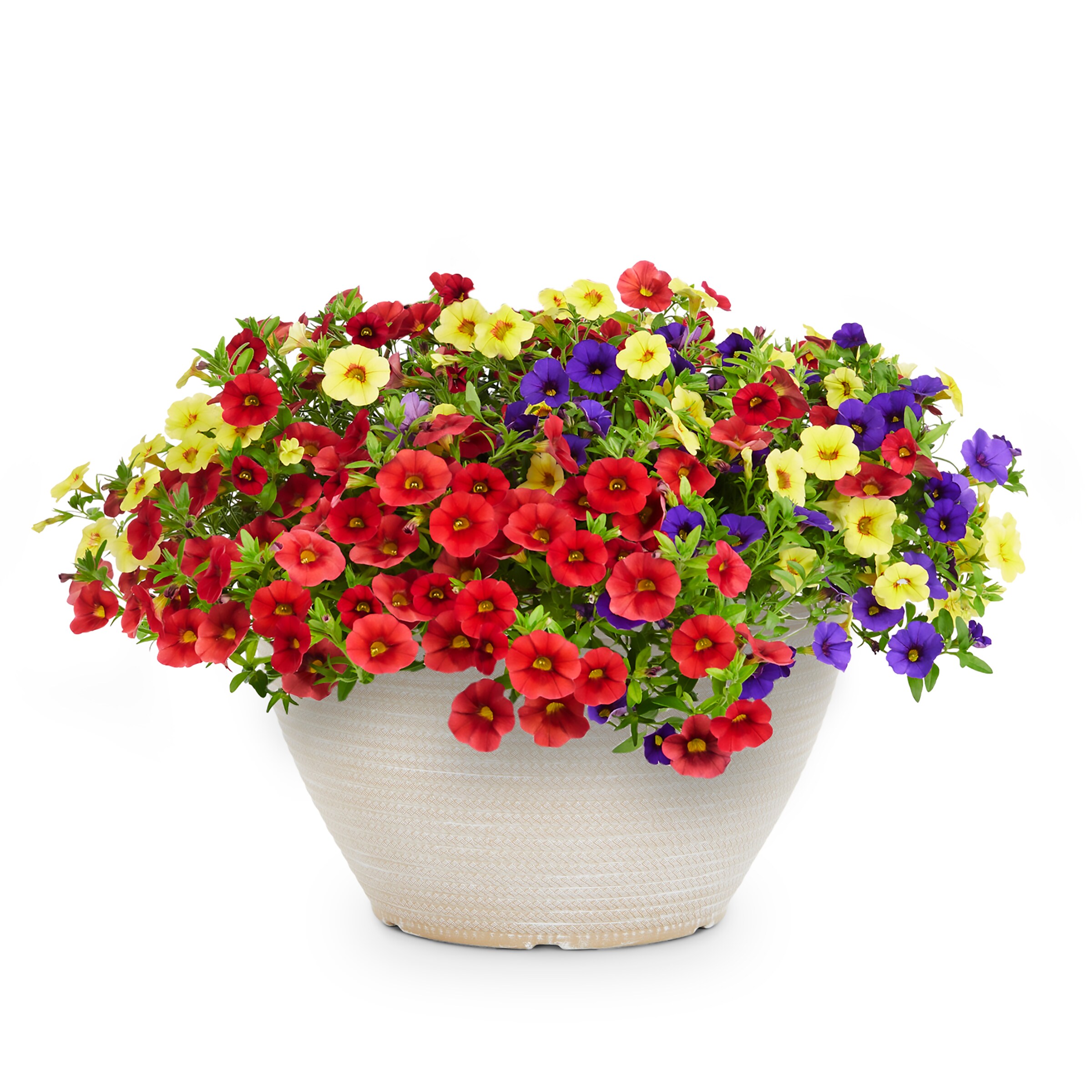 Lowe's NURSERY Multicolor Calibrachoa in 2 Gallon(s) 1 -Pack