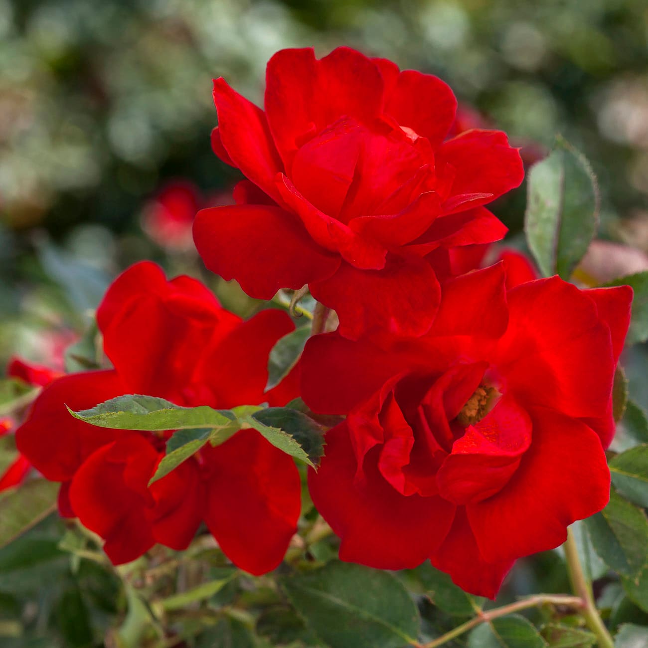 Van Zyverden 84601 roses - View #2