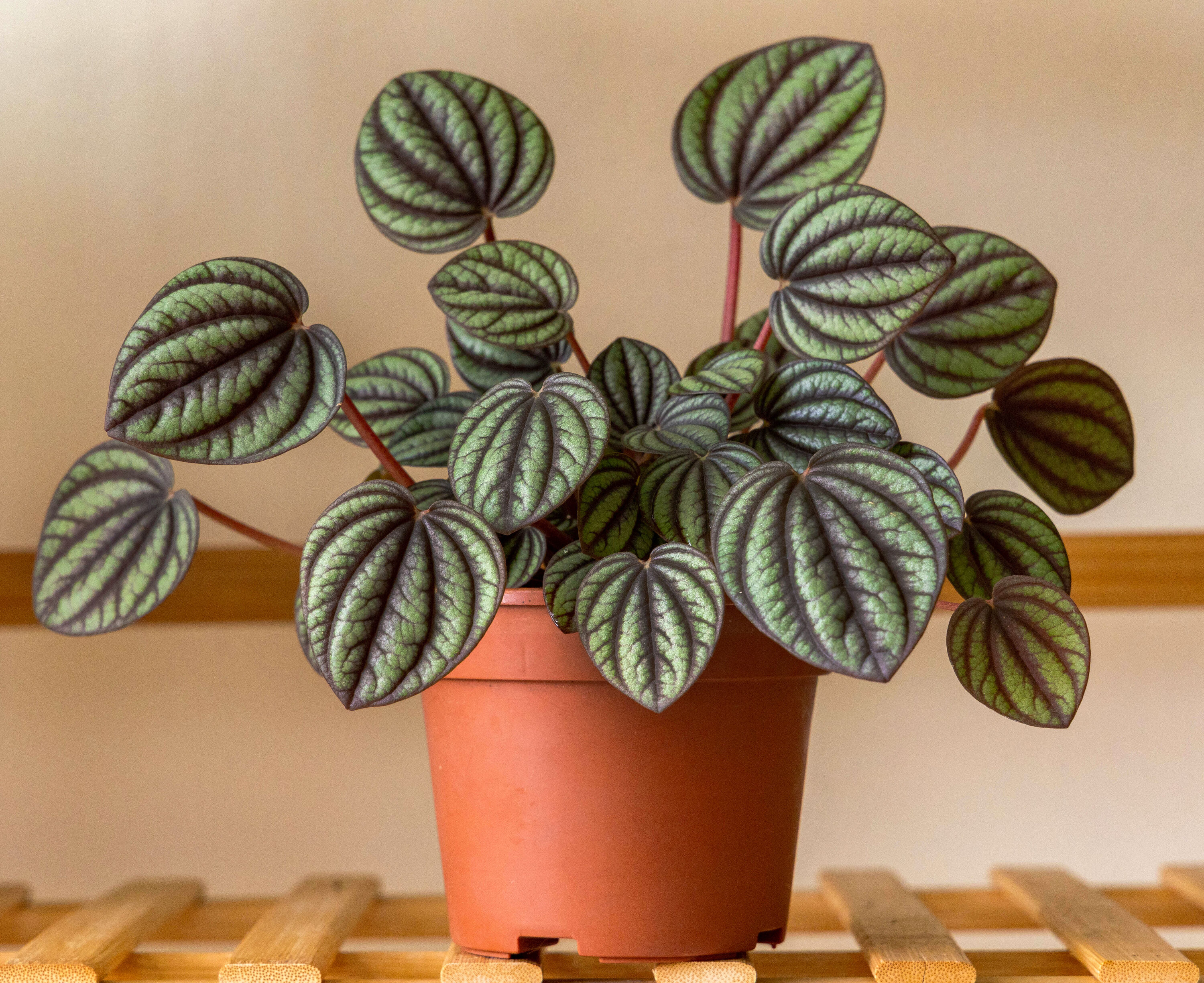 Altman Plants 0881585 Watermelon Peperomia House plant in 4.25 Inch(es) Pot 1 -Pack