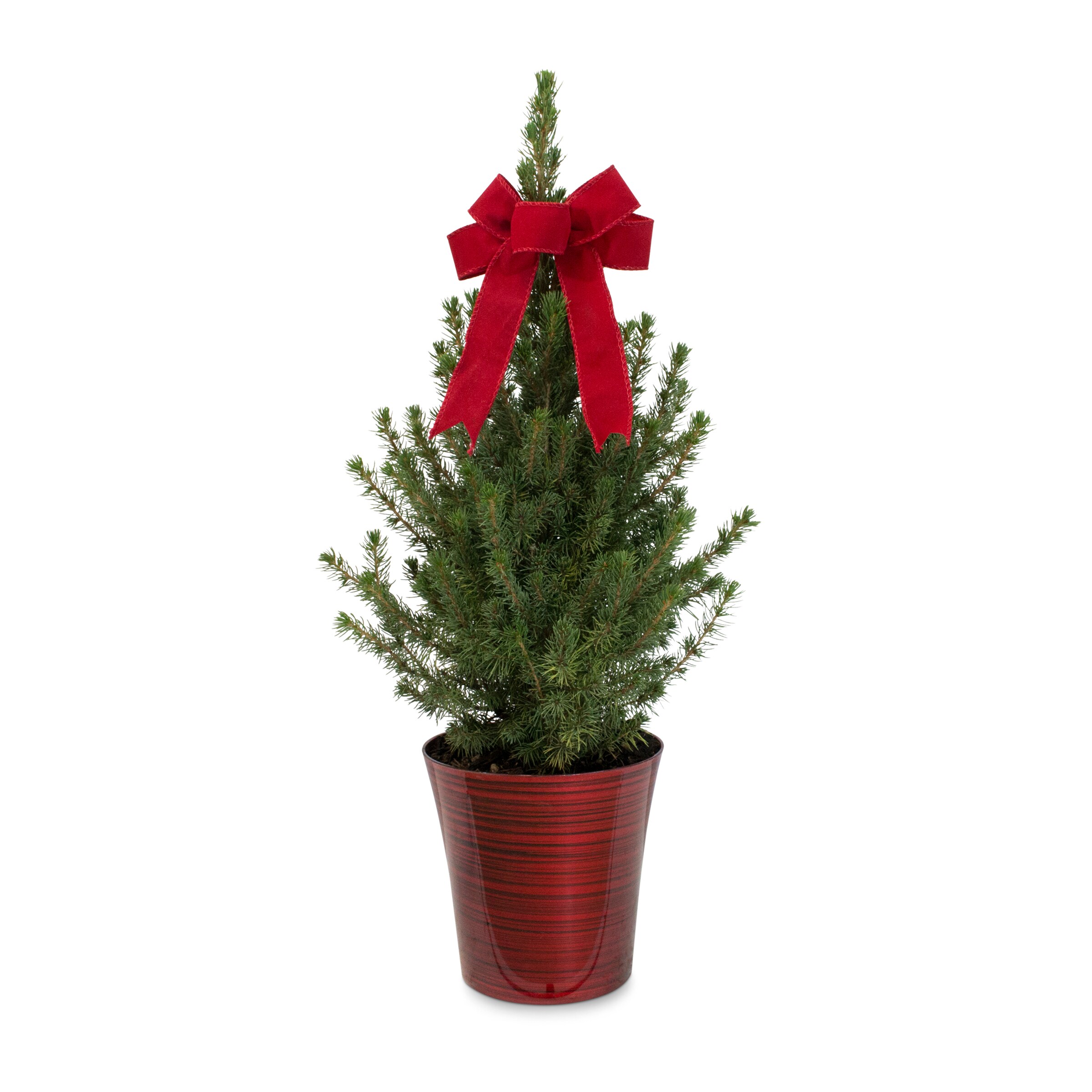 Holiday Living Alberta Spruce Feature Shrub in 2.5-Quart Planter at ...