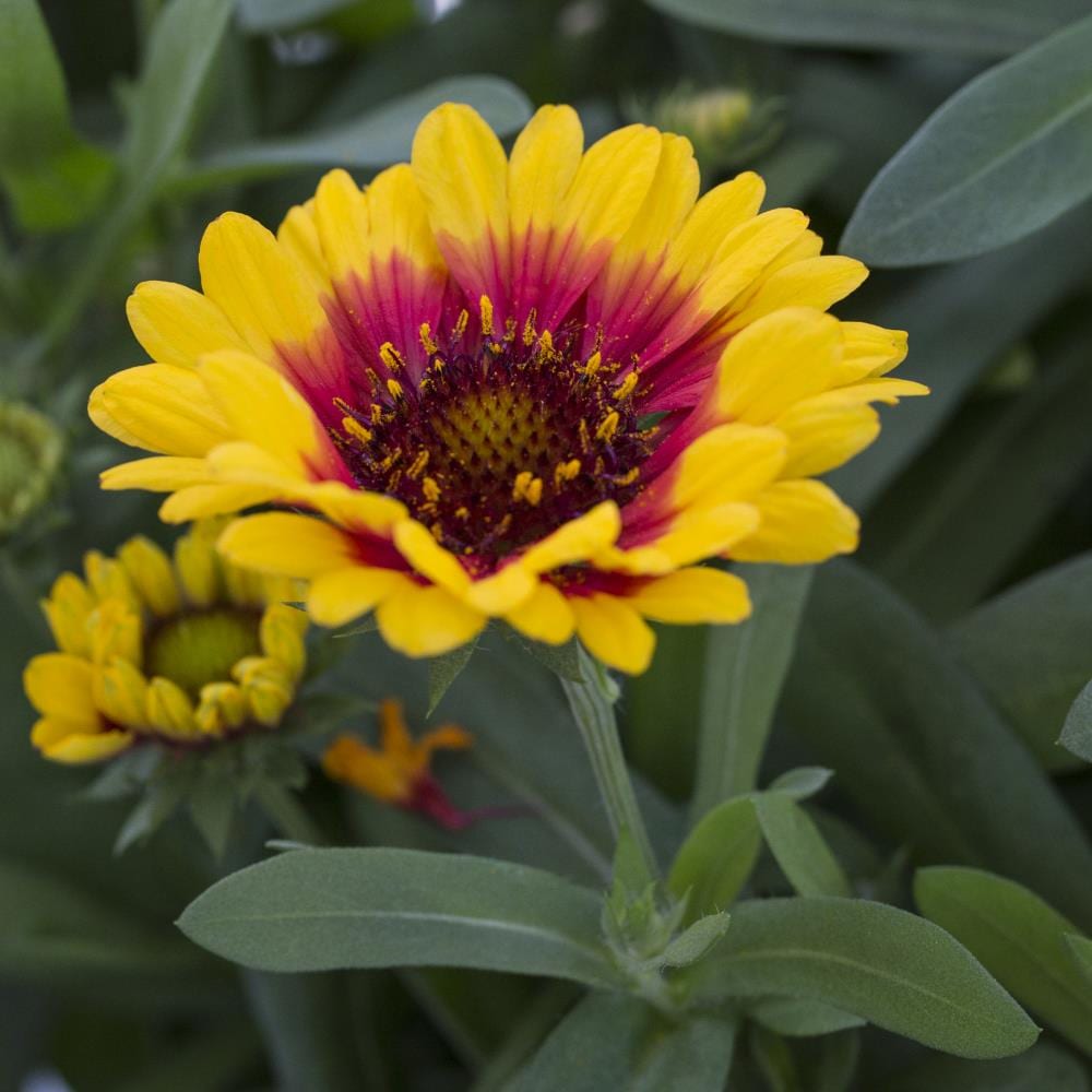 Gaillardia plants for sale best sale near me