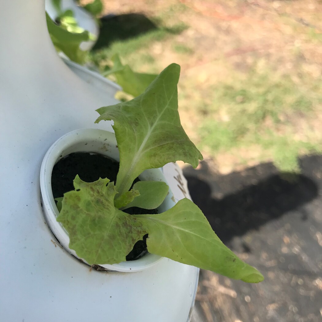 Lettuce Grow SO-SV-12-1474353 Vegetable-Plants - View #9