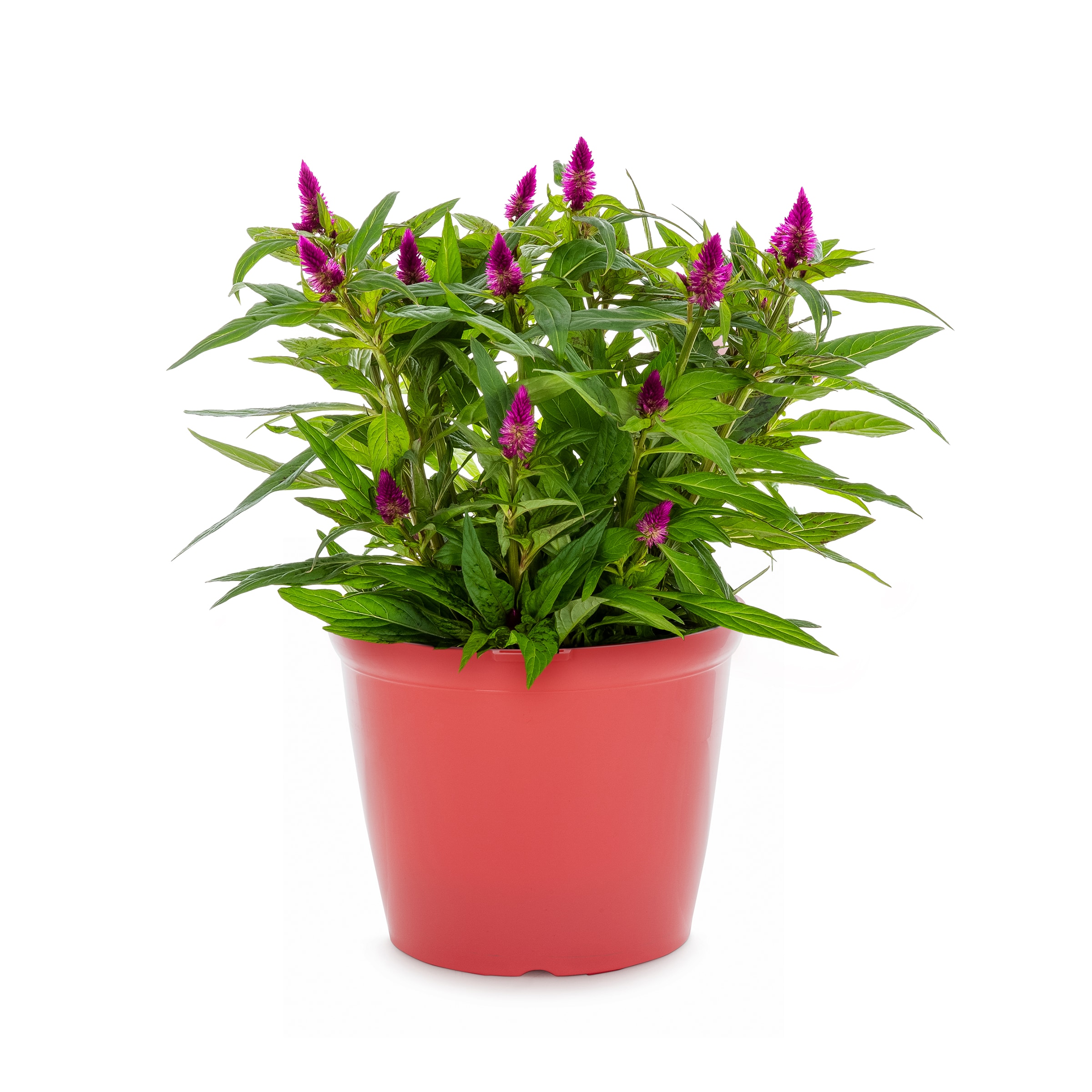 Lowe's 920677 Multicolor CELOSIA in 3 Quart(s) Pot 4 -Pack