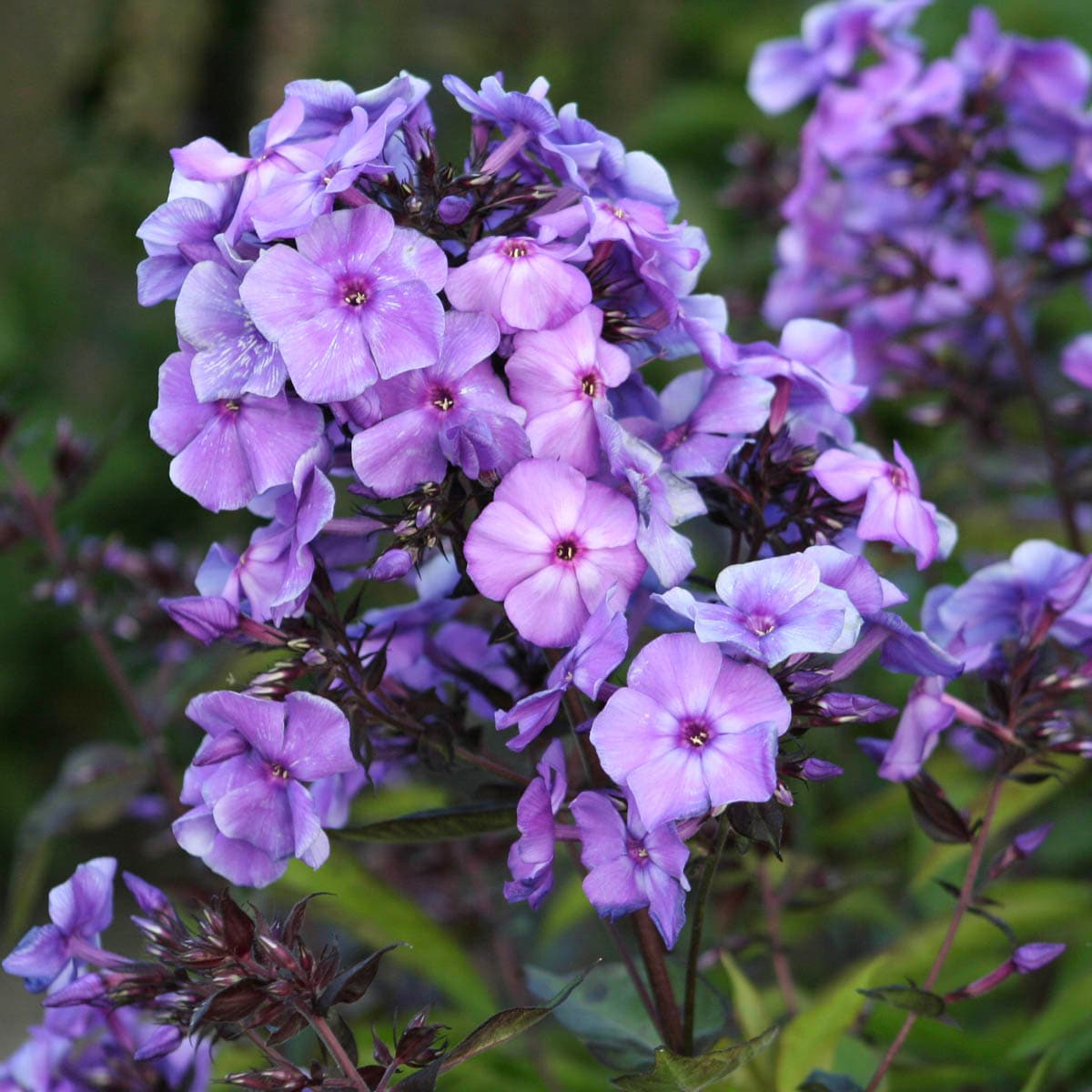 phlox paniculata blue paradise