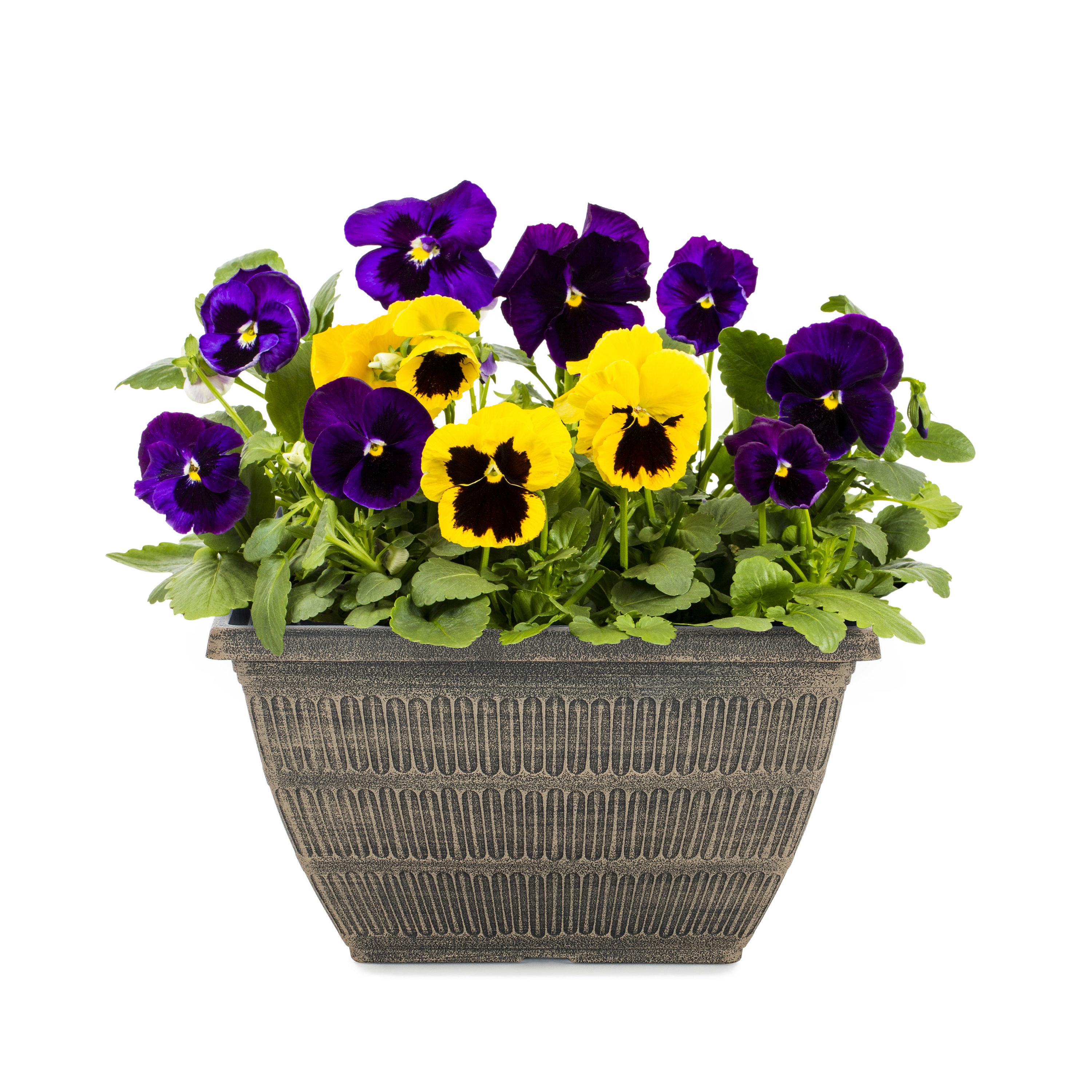 Metrolina Greenhouses 4355 Multicolor Pansy in 1.50 Gallon(s) Planter 1 -Pack