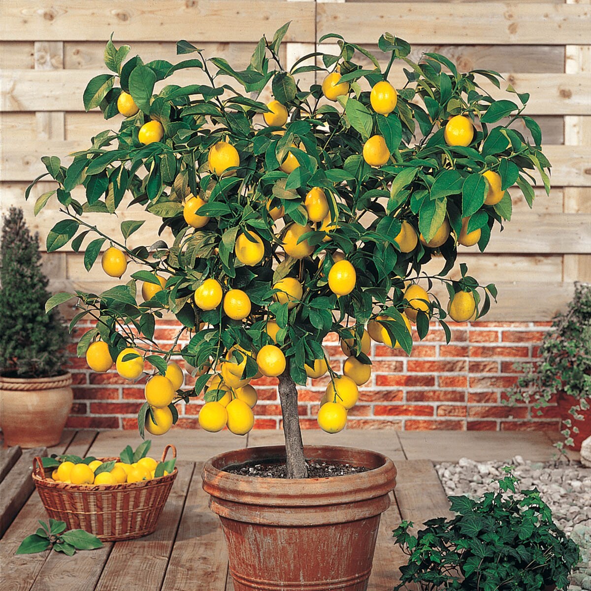 Gurney's Seed and Nursery 83620 trees - View #3