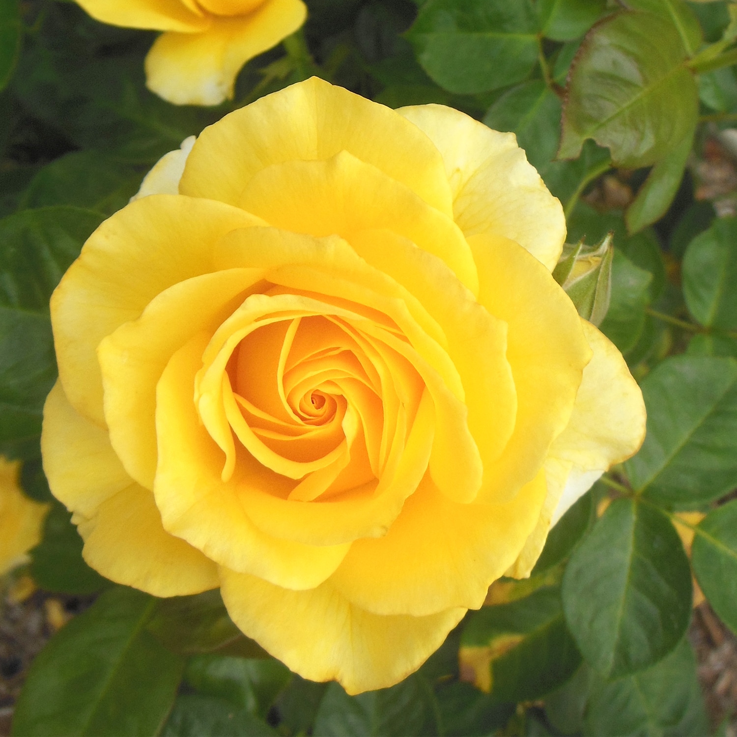 Altman Plants 0872514 roses - View #2