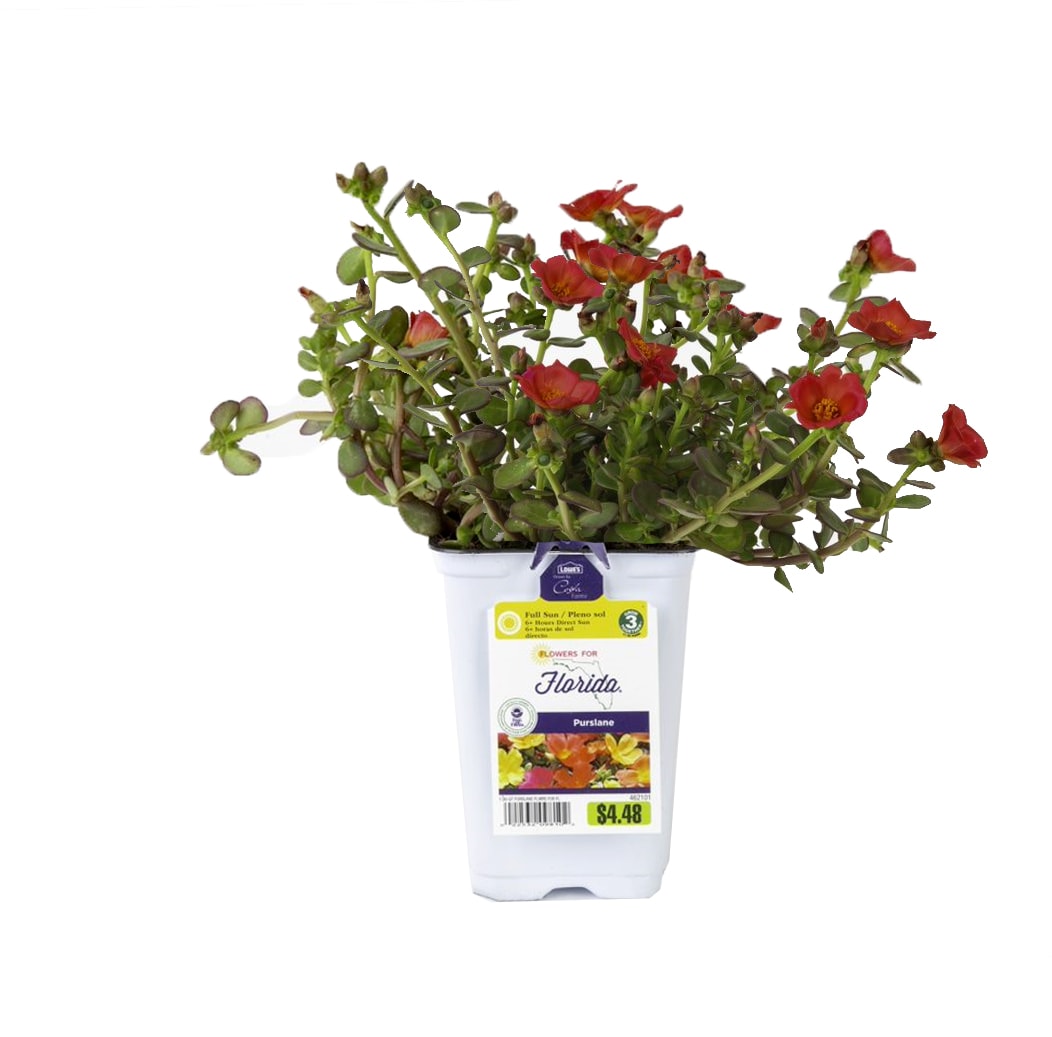 Lowe's 462101 Multicolor Purslane in 1 Quart(s) Pot