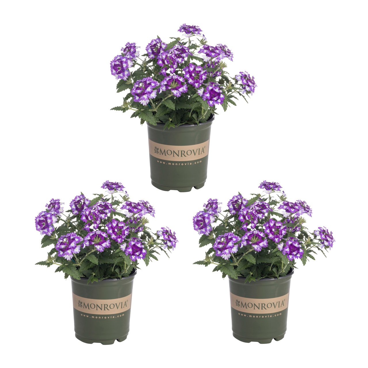 Monrovia Multicolor Verbena in 2.5-Quart Pot 3-Pack in the Annuals ...