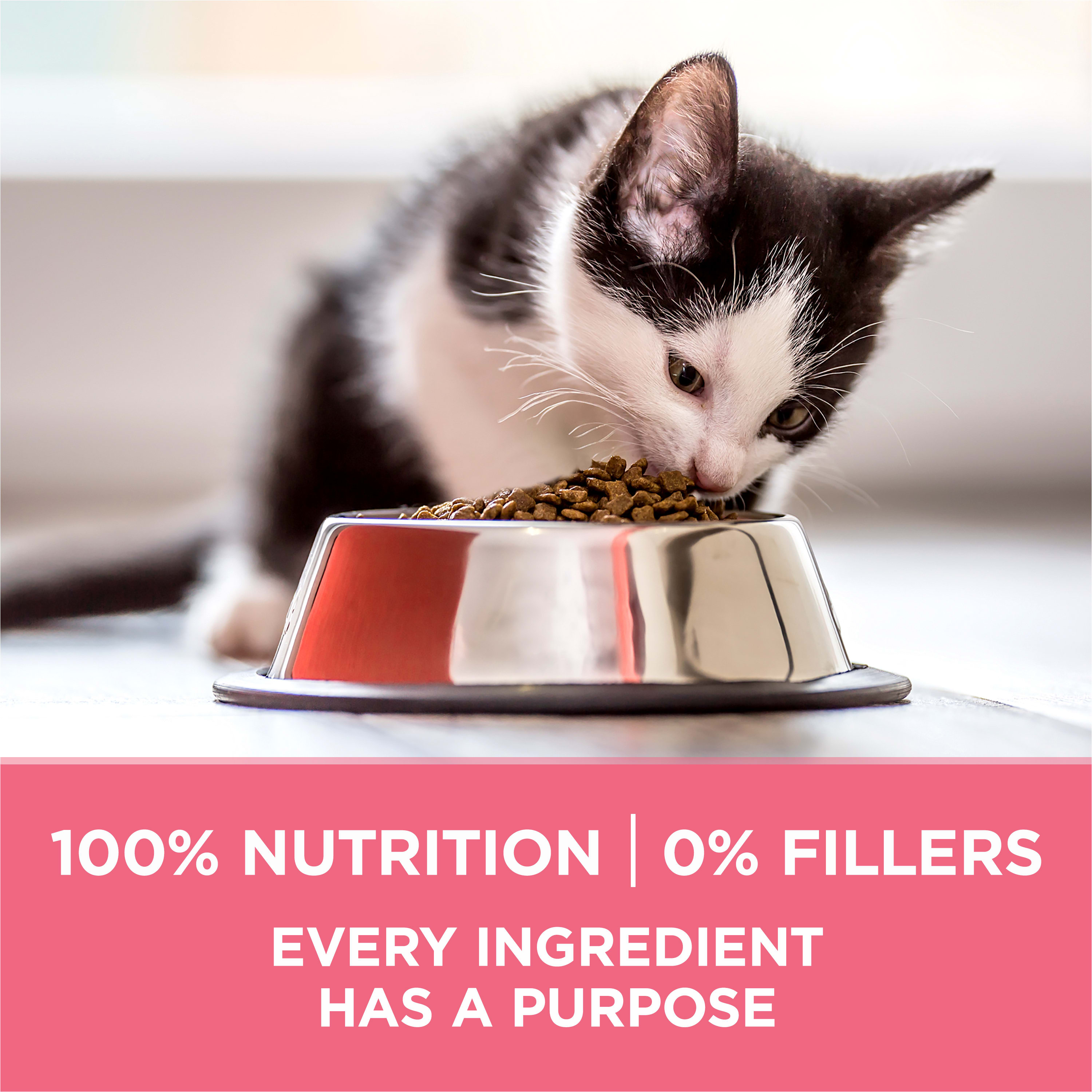 Nestle Purina 001780017369 Wet-Dog-Food - View #6