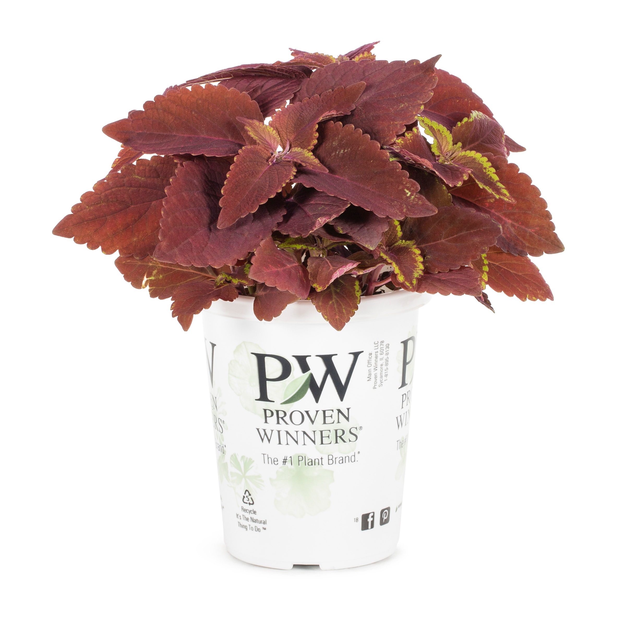 Lowe's NURSERY Multicolor Coleus in 1.56 Pint Pot 1 -Pack