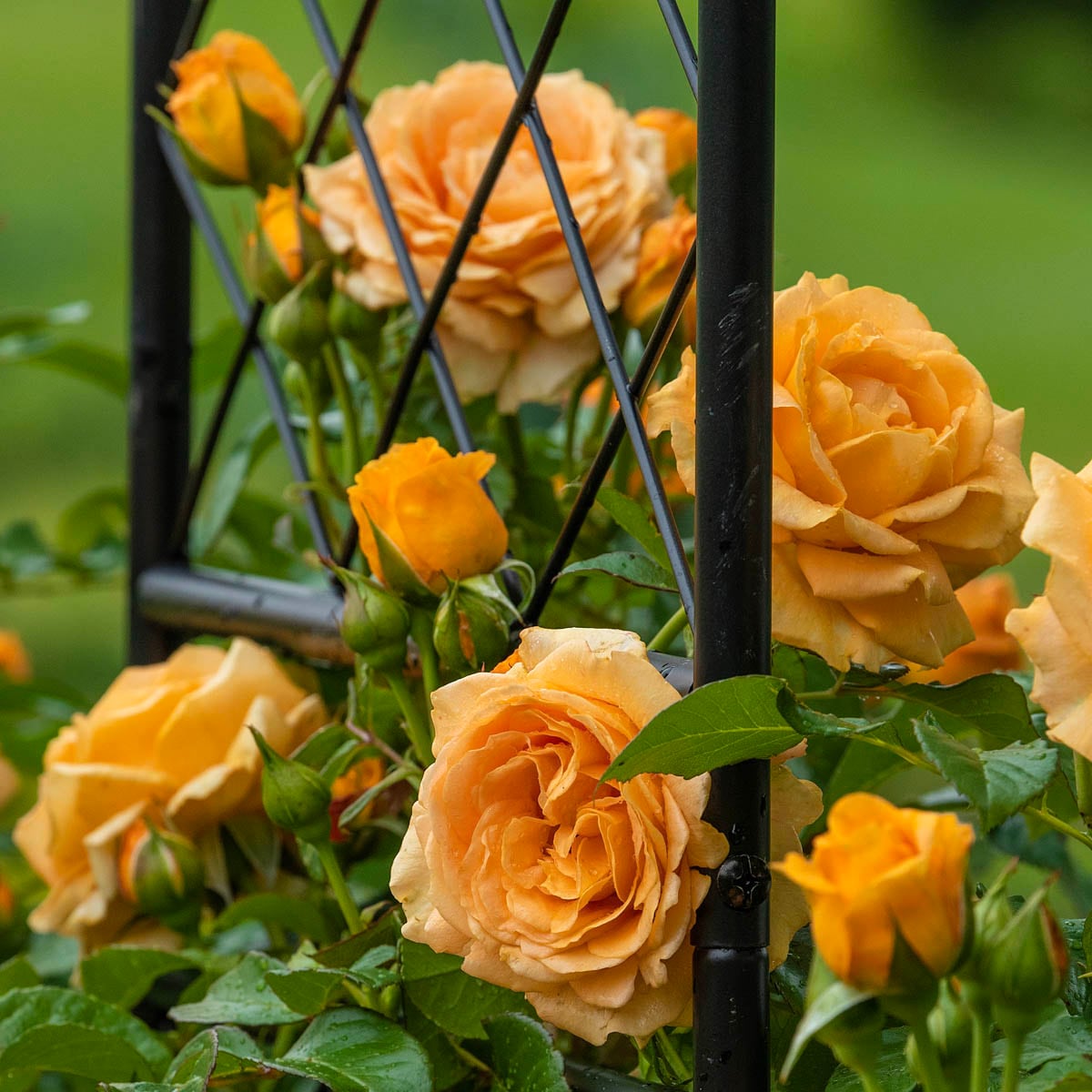 Spring Hill Nurseries 93380 roses - View #2