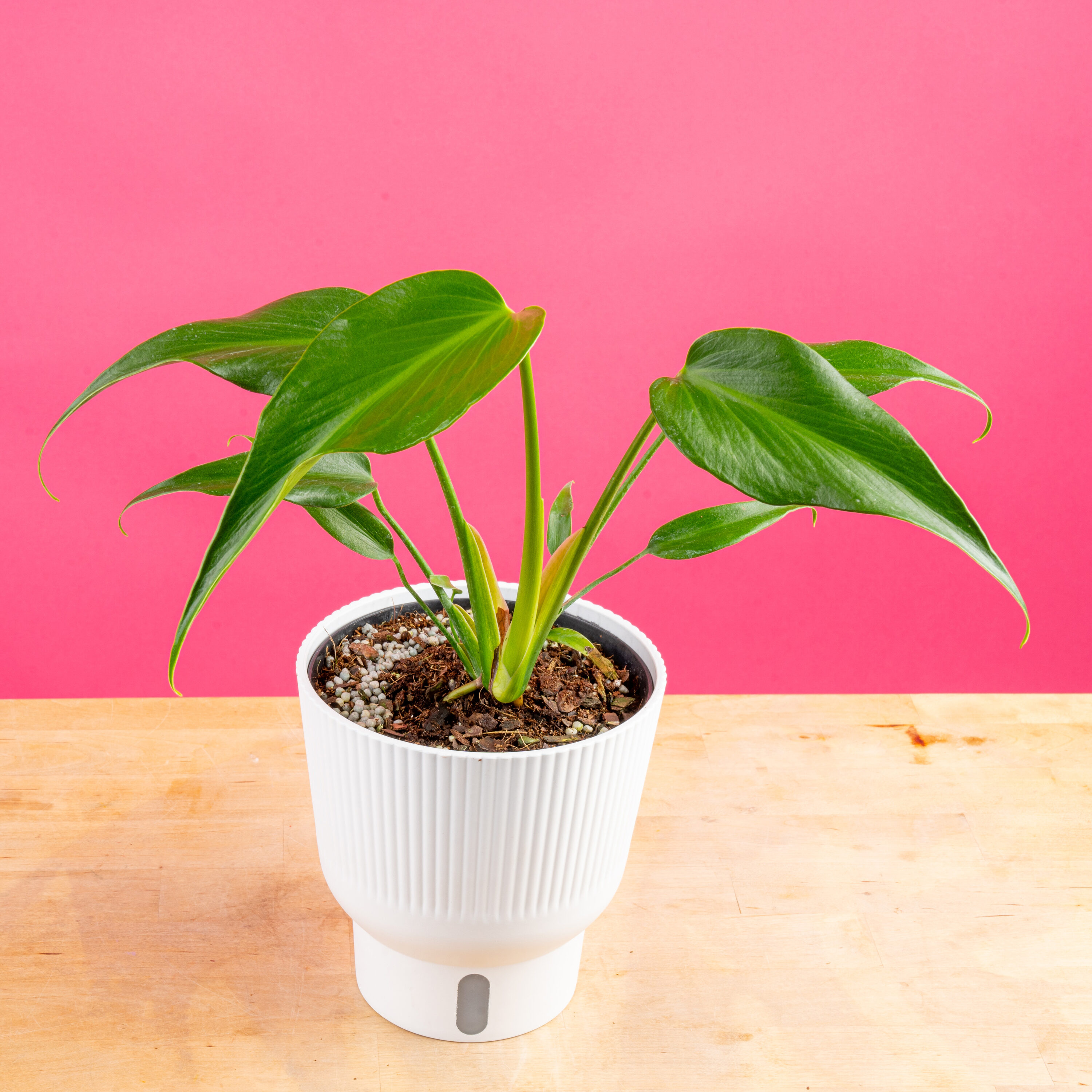 Costa Farms 6022511 hseplants - View #6