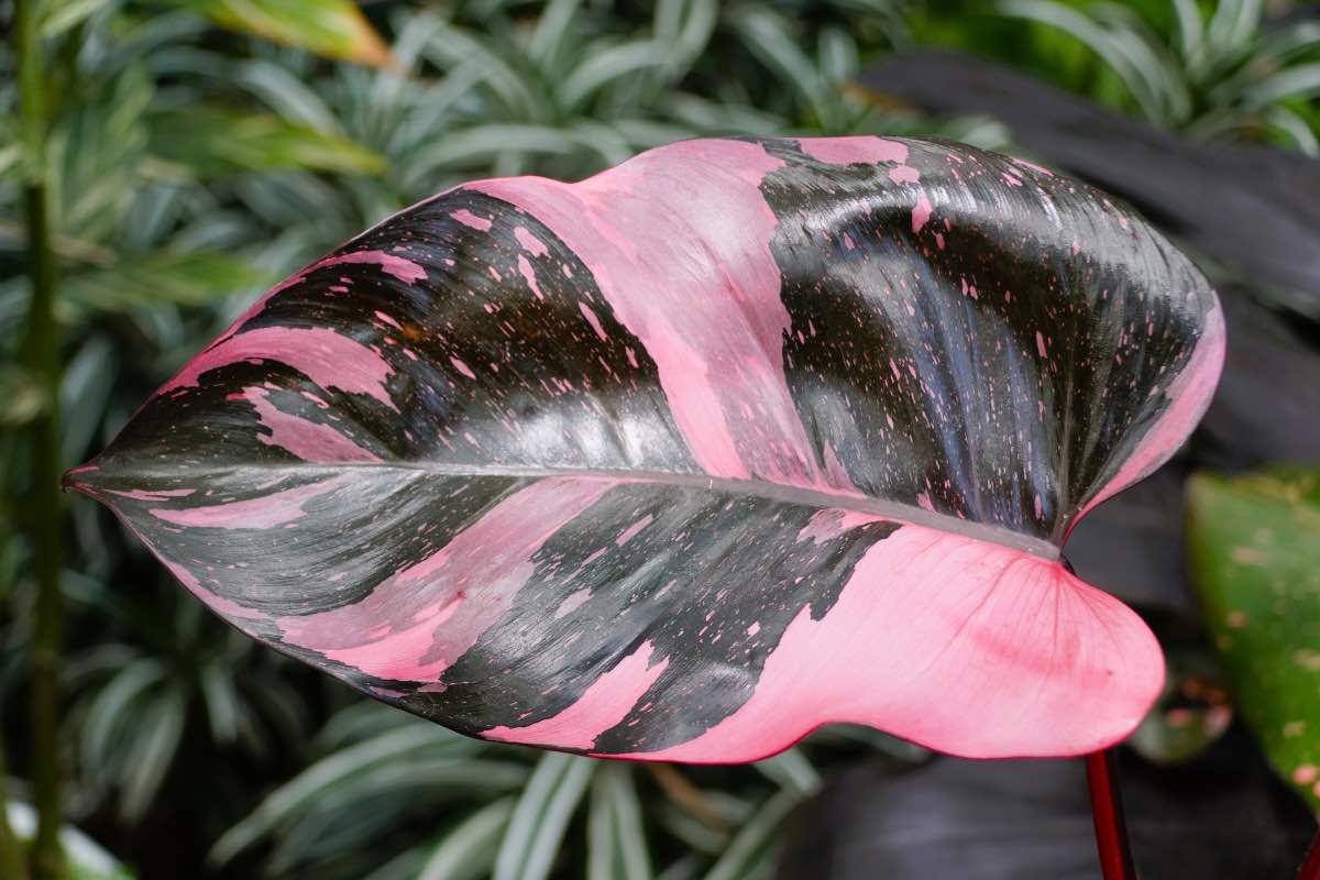 Better-Gro 71111 1.3-GAL PHILODENDRON PP