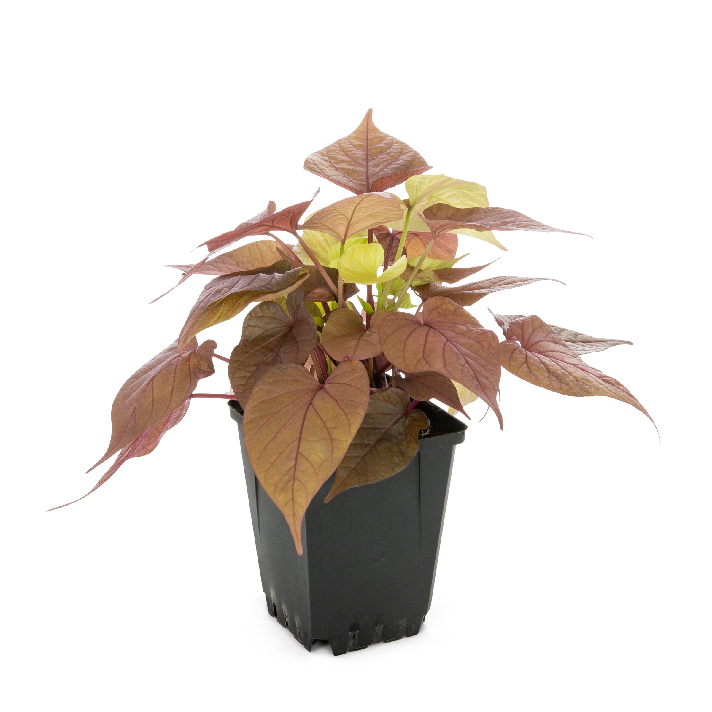 Lowe's 368521 Multicolor Ipomoea in 1 Pint Pot