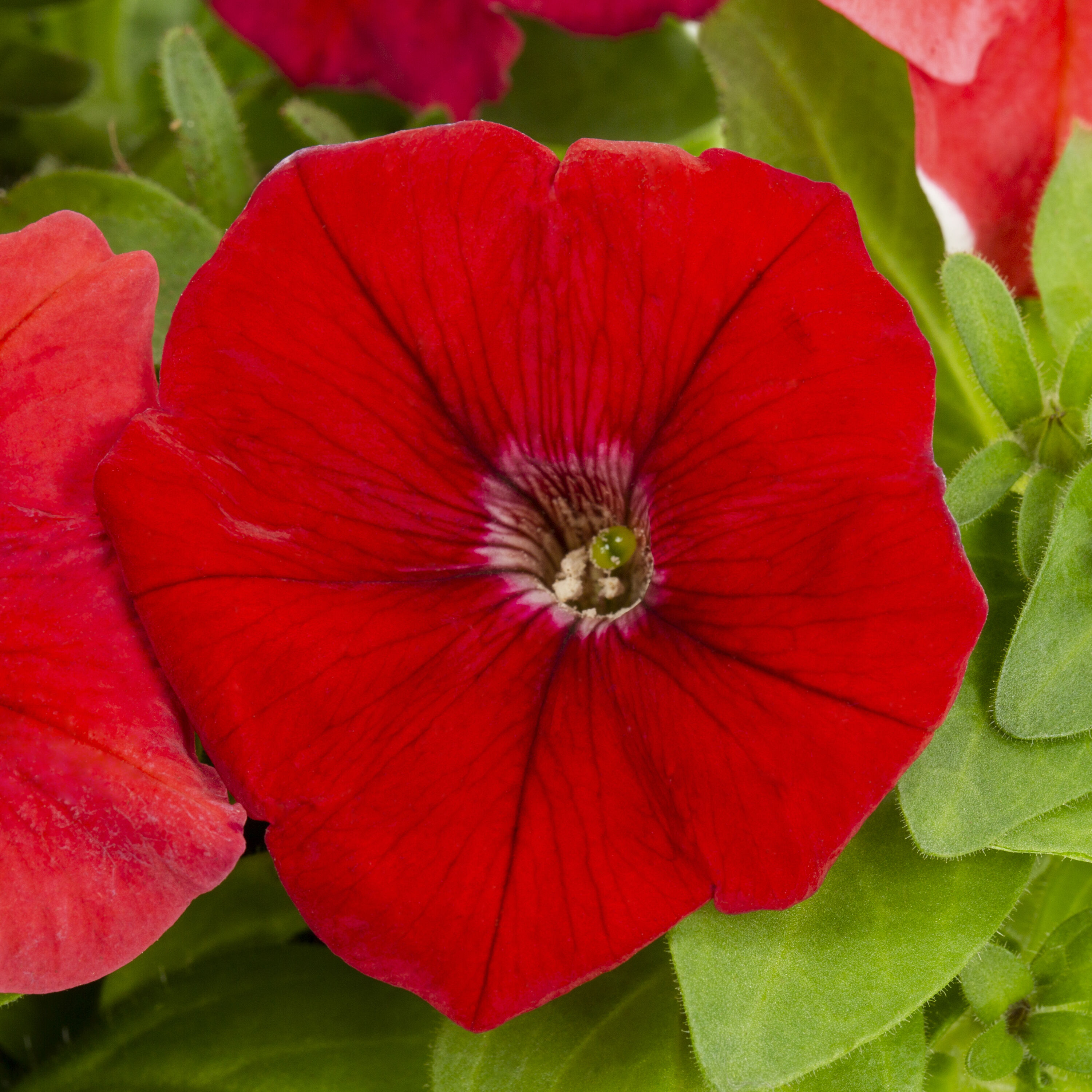 Metrolina Greenhouses 5277 annuals - View #2