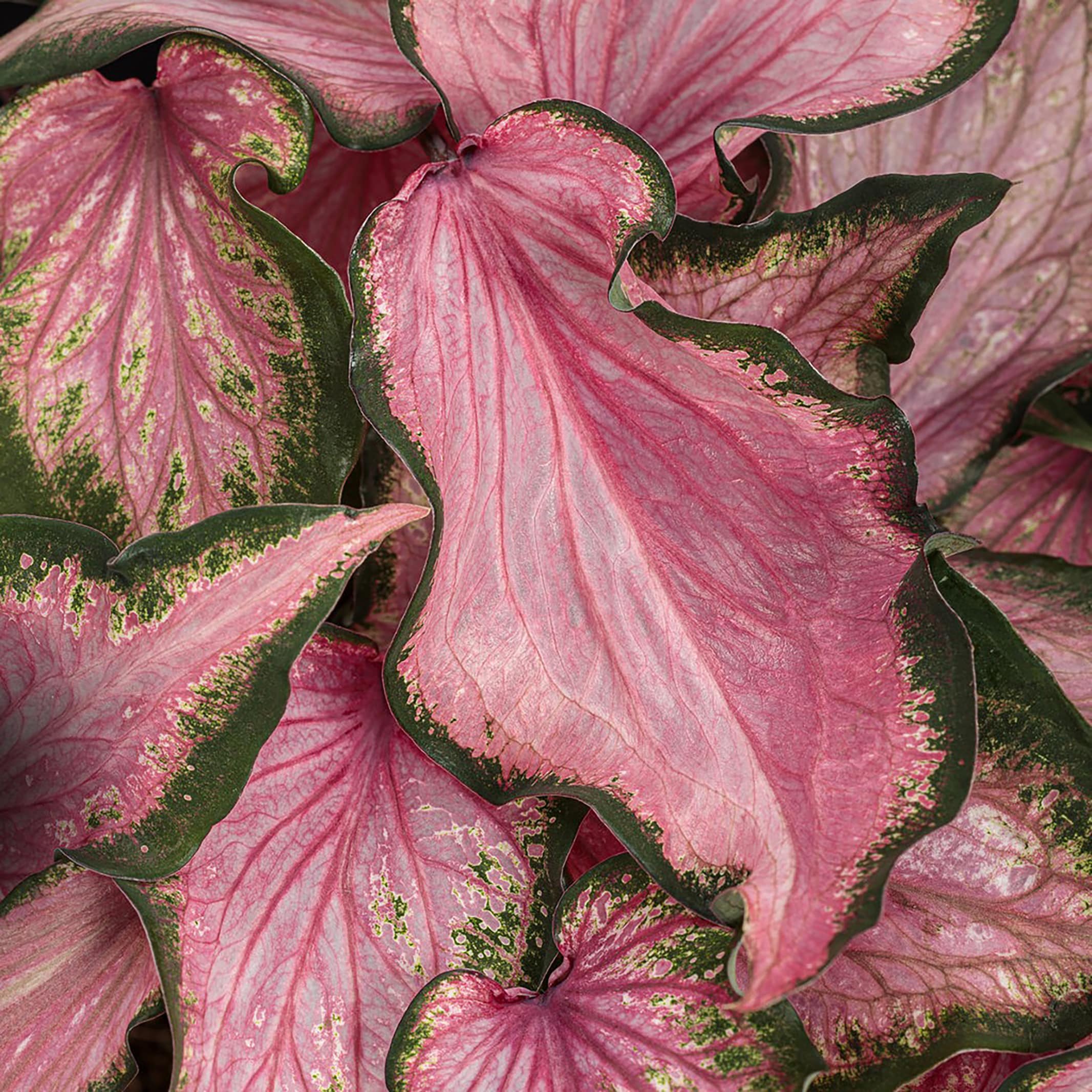 Proven Winners CLDPRW1367800 Caladium in 4.5 Quart(s) Planter