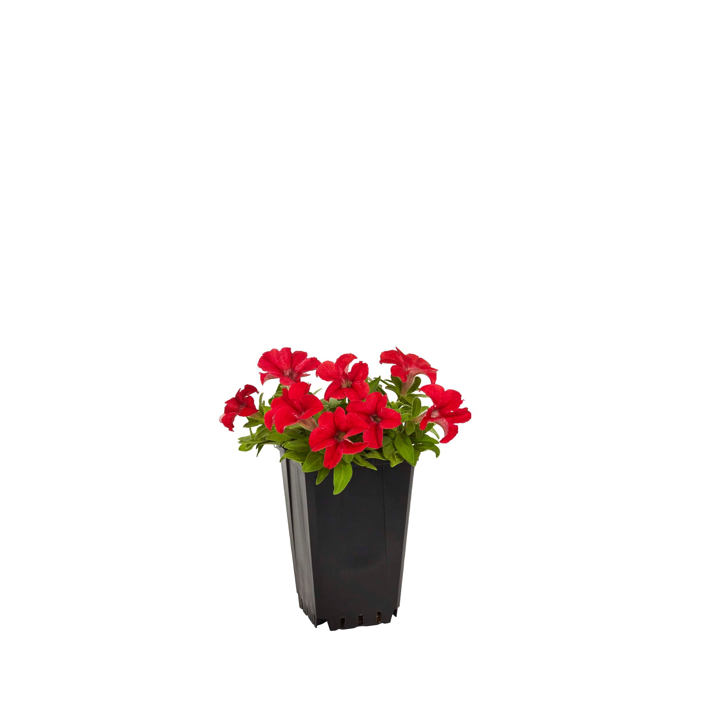Lowe's NURSERY annuals - View #2