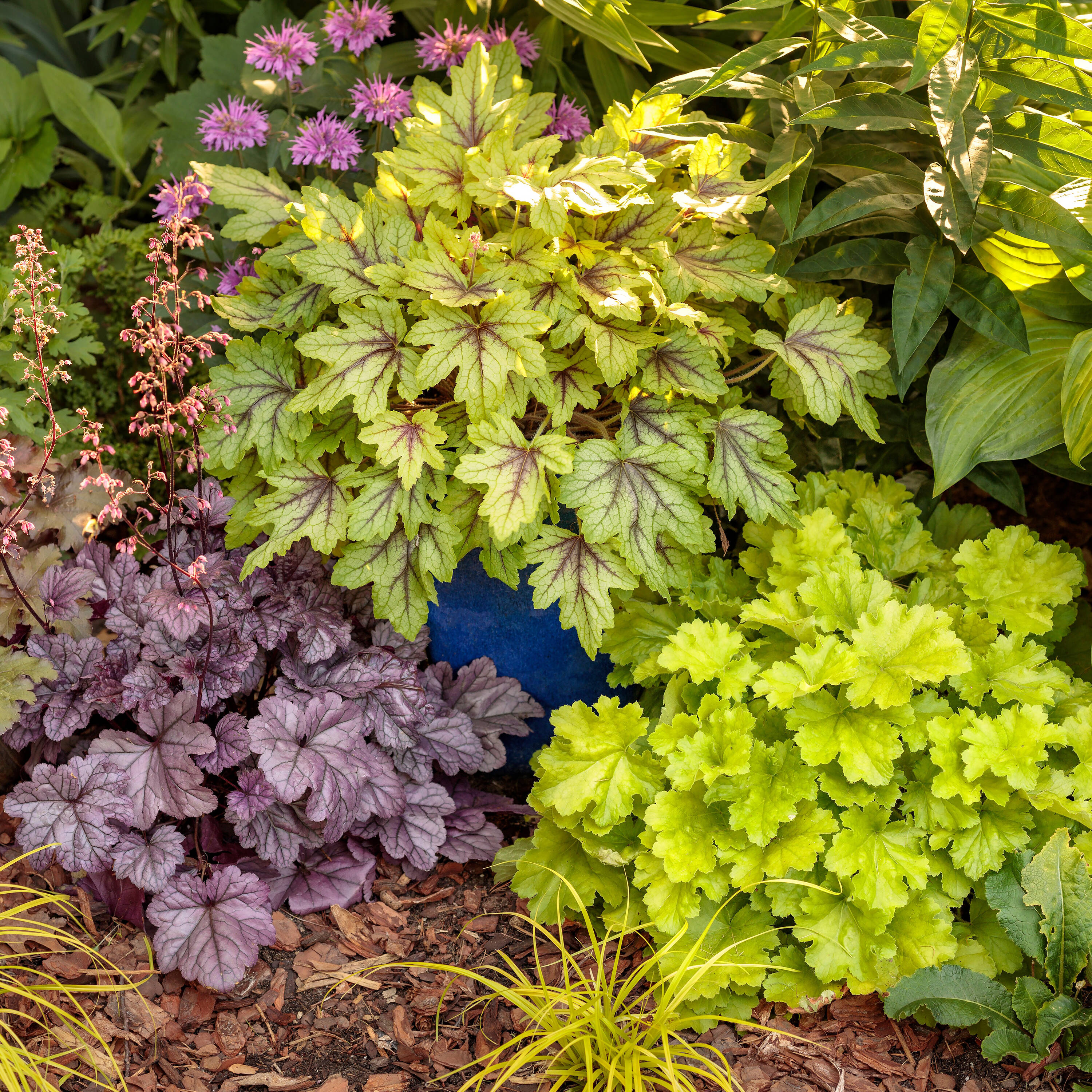 Proven Winners HEUPWP2157800 perennials - View #5
