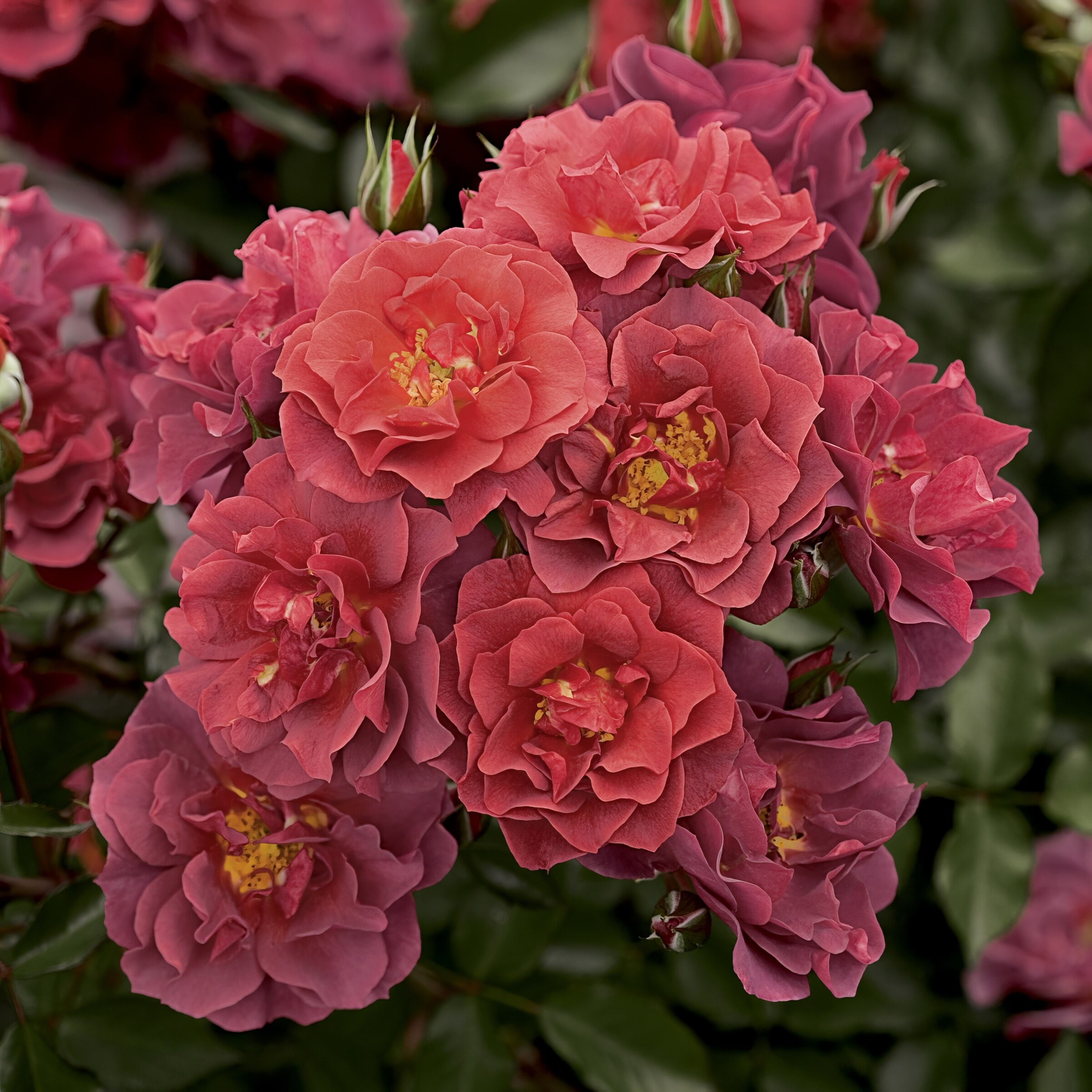 National Plant Network LW1763 Orange Cinco De Mayo 2 -Pack 2 -Pack in Bare root