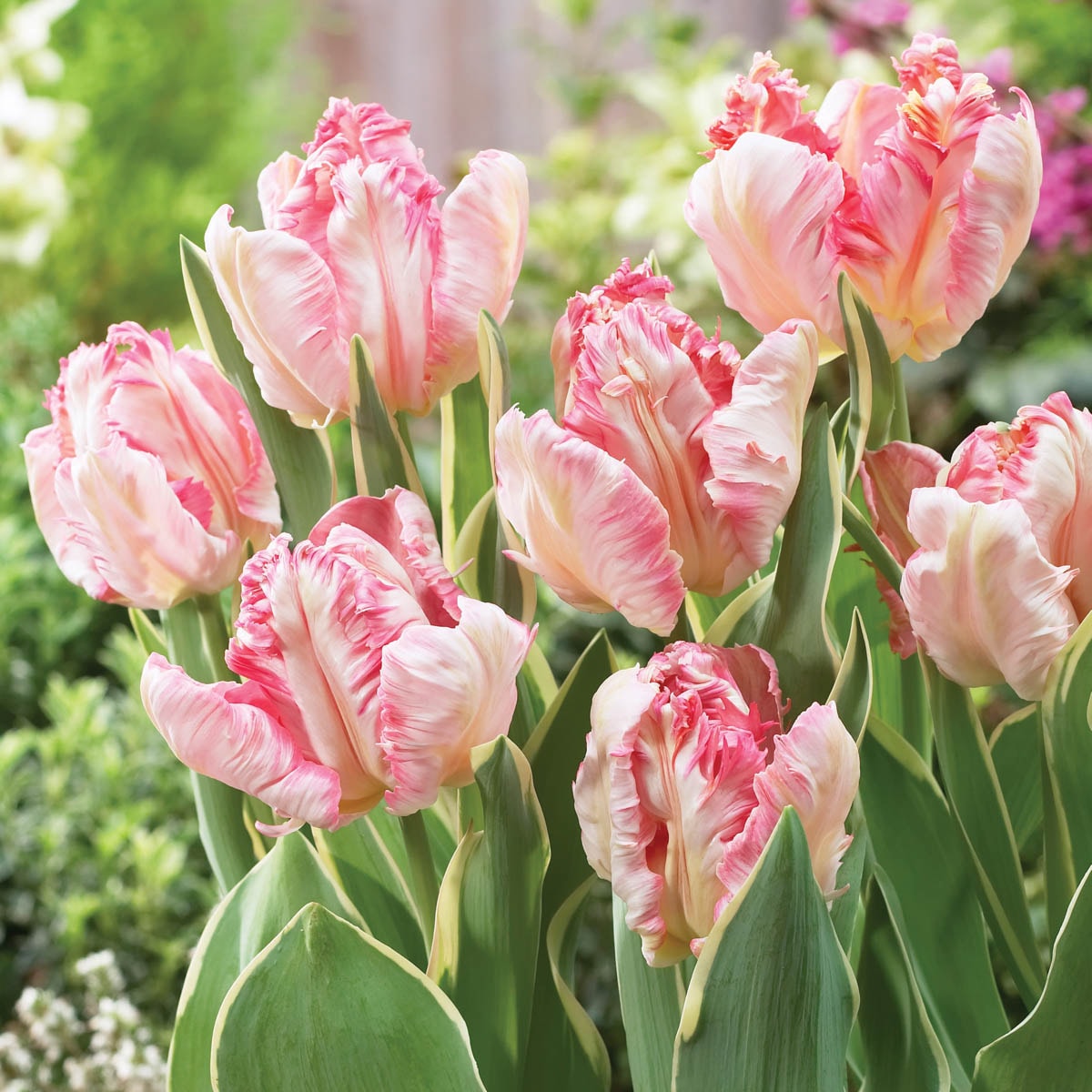 Breck's Multicolor Silver Parrot Tulip Bulbs 25-Pack in the Plant Bulbs ...