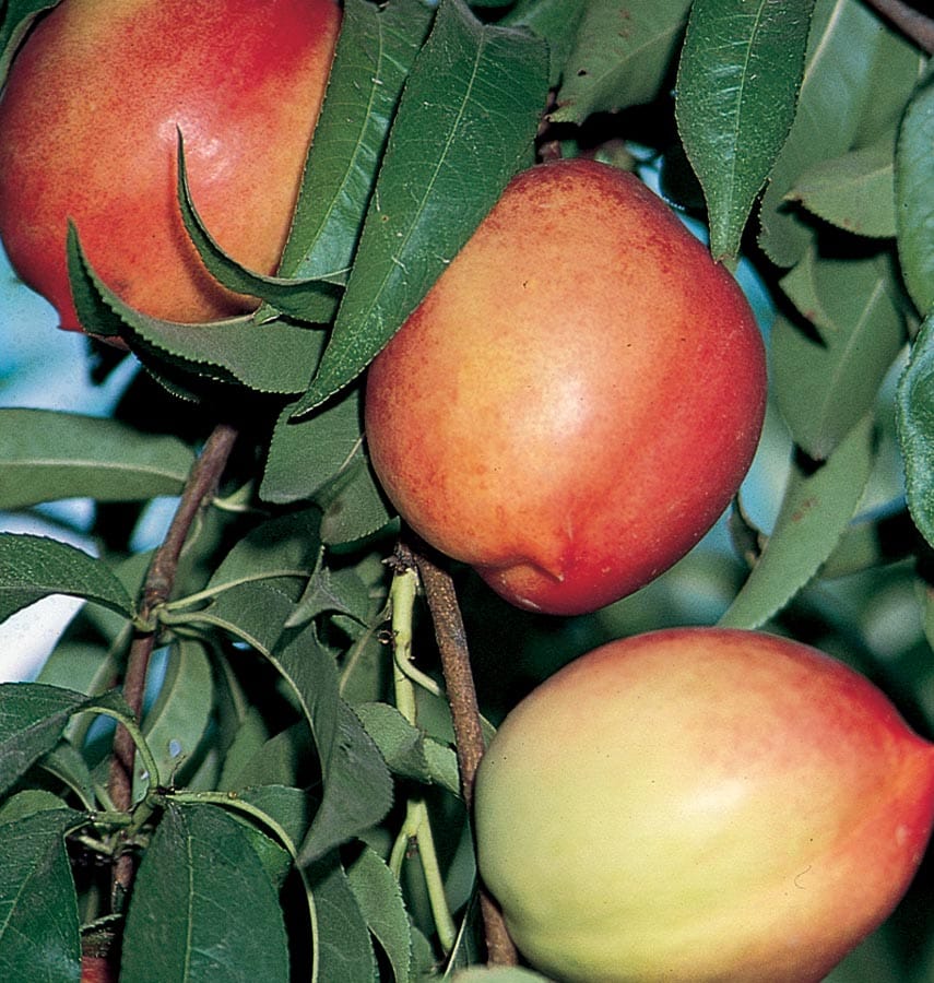 Goldmine White Nectarine Tree