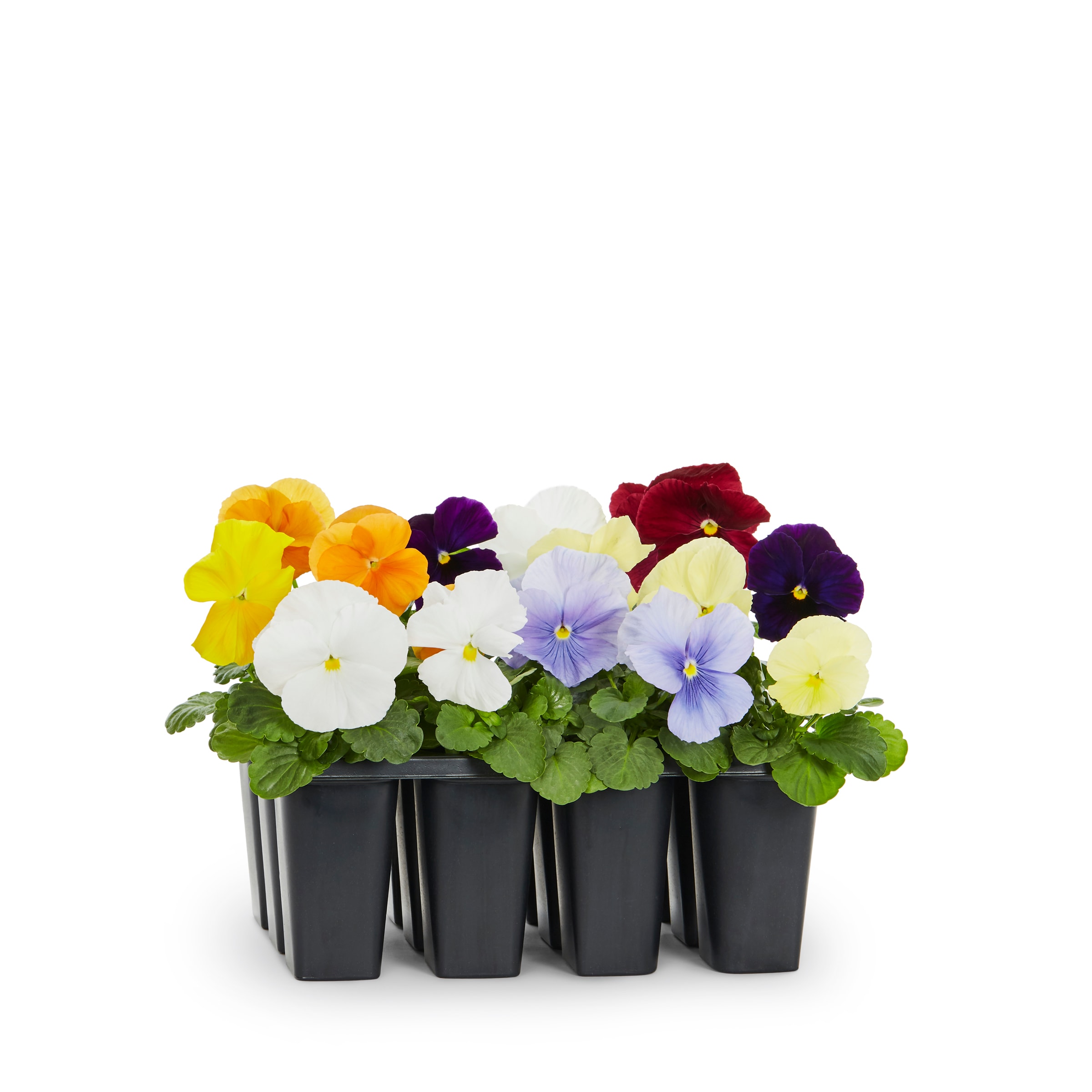 Lowe's Pansy in 12-Pack Tray in the Annuals department at
