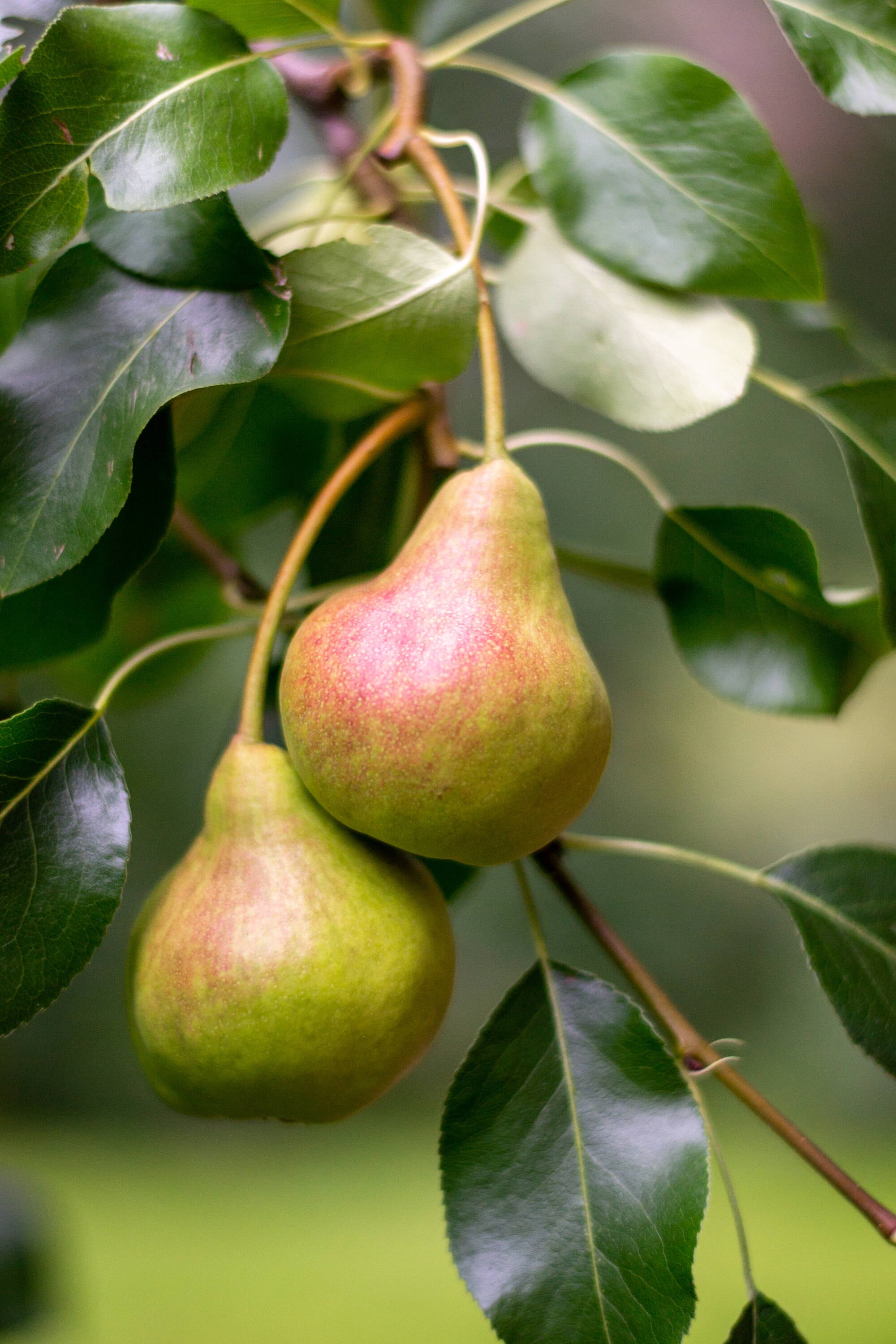Pear, Comice 