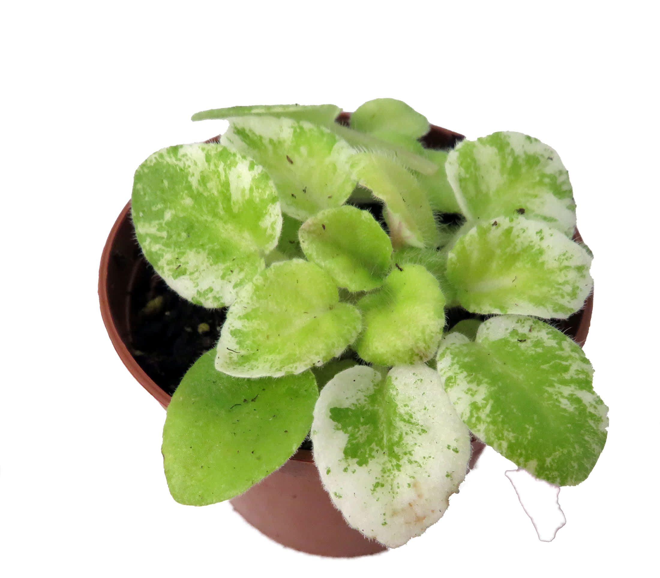 Hirt's Gardens Dark Kiss Miniature African Violet - 2 inch Pot