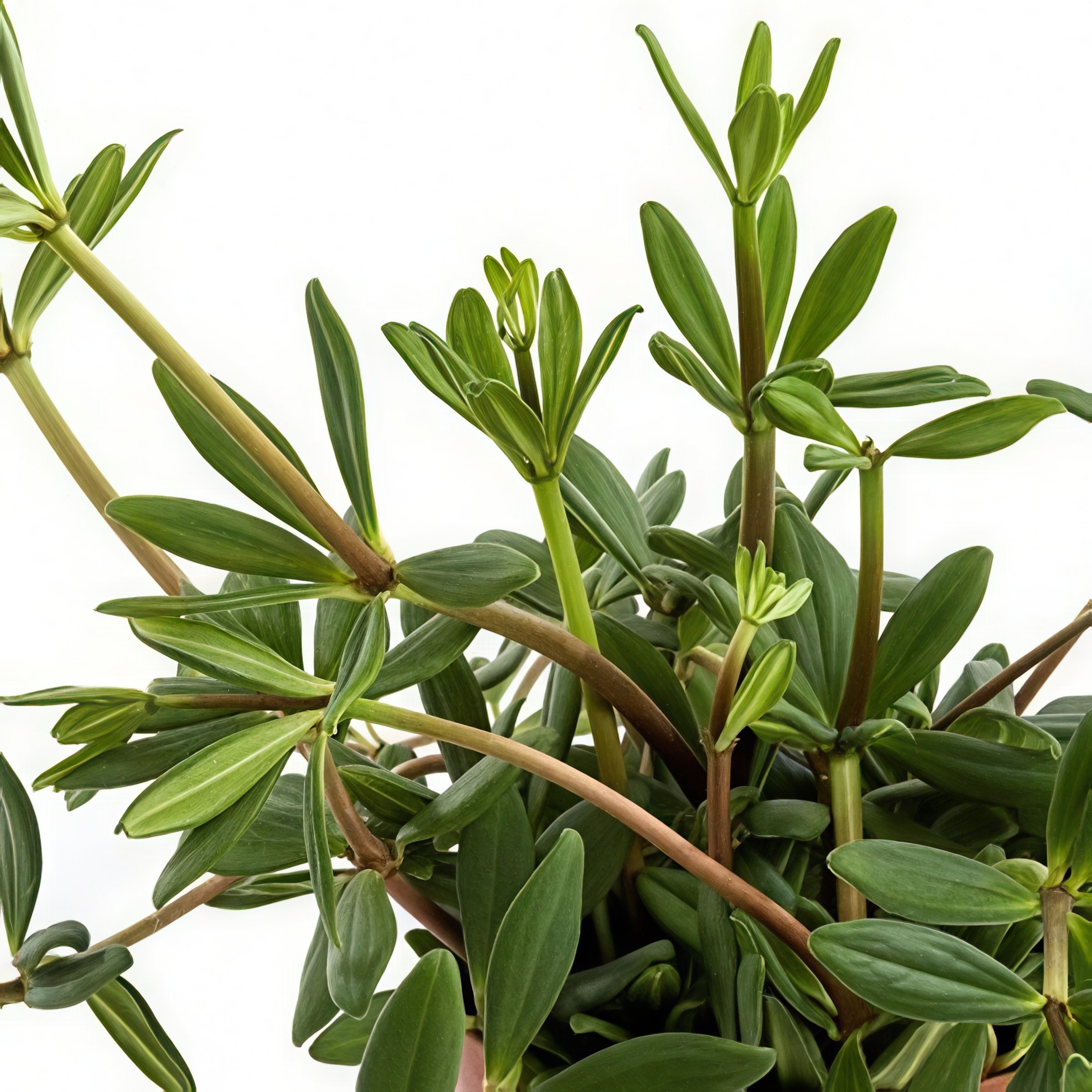 National Plant Network LW2337 hseplants - View #7