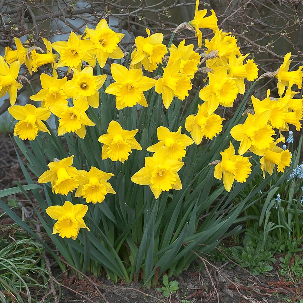 Van Zyverden 88108 Yellow Daffodil Bulbs 5 Count