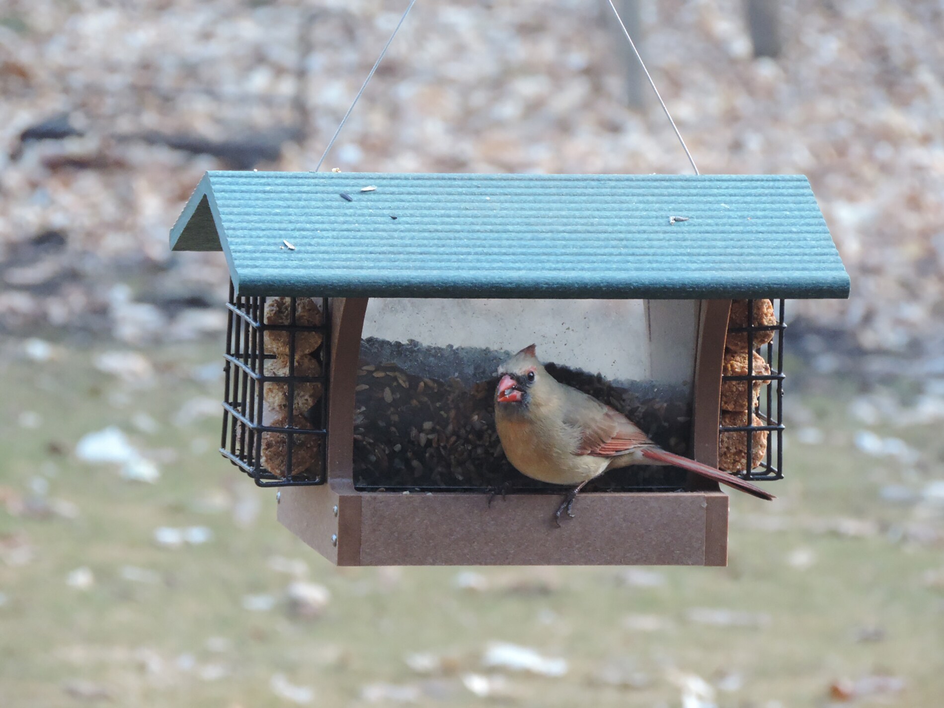 BIRDS CHOICE SN200-S Bird-Feeders - View #7