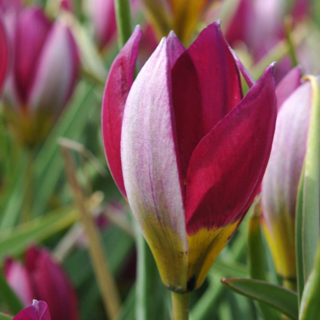 Van Zyverden 87024 Multicolor Tulips Persian Pearl Bulbs 25.0 Count