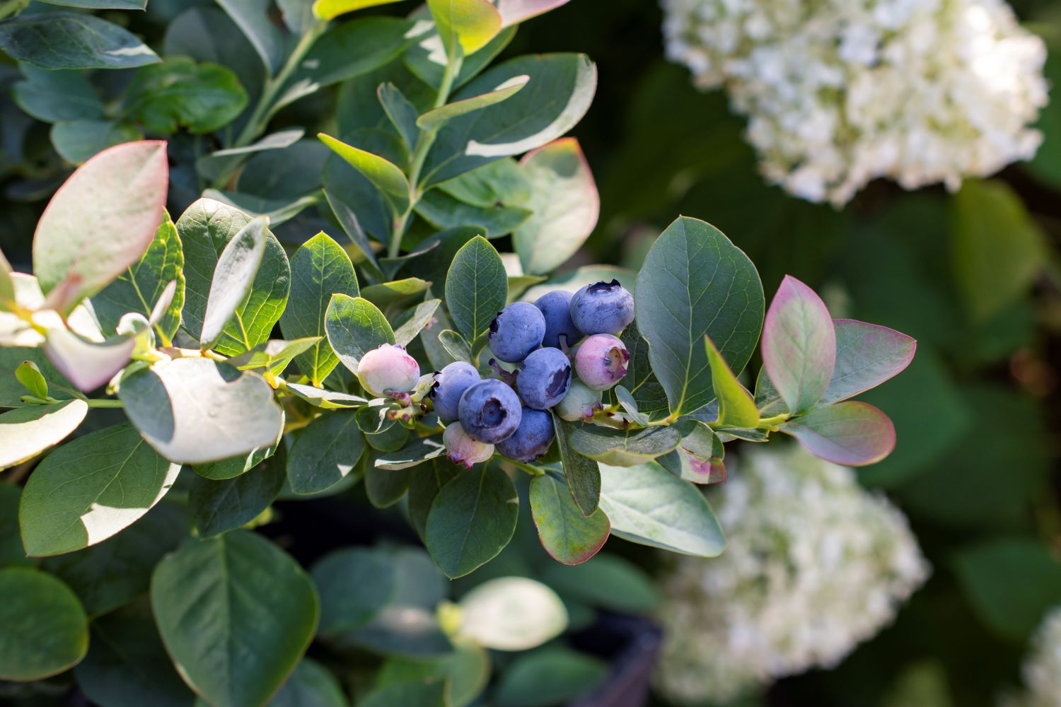 Bushel and Berry O891402 Fruit-Plants - View #3
