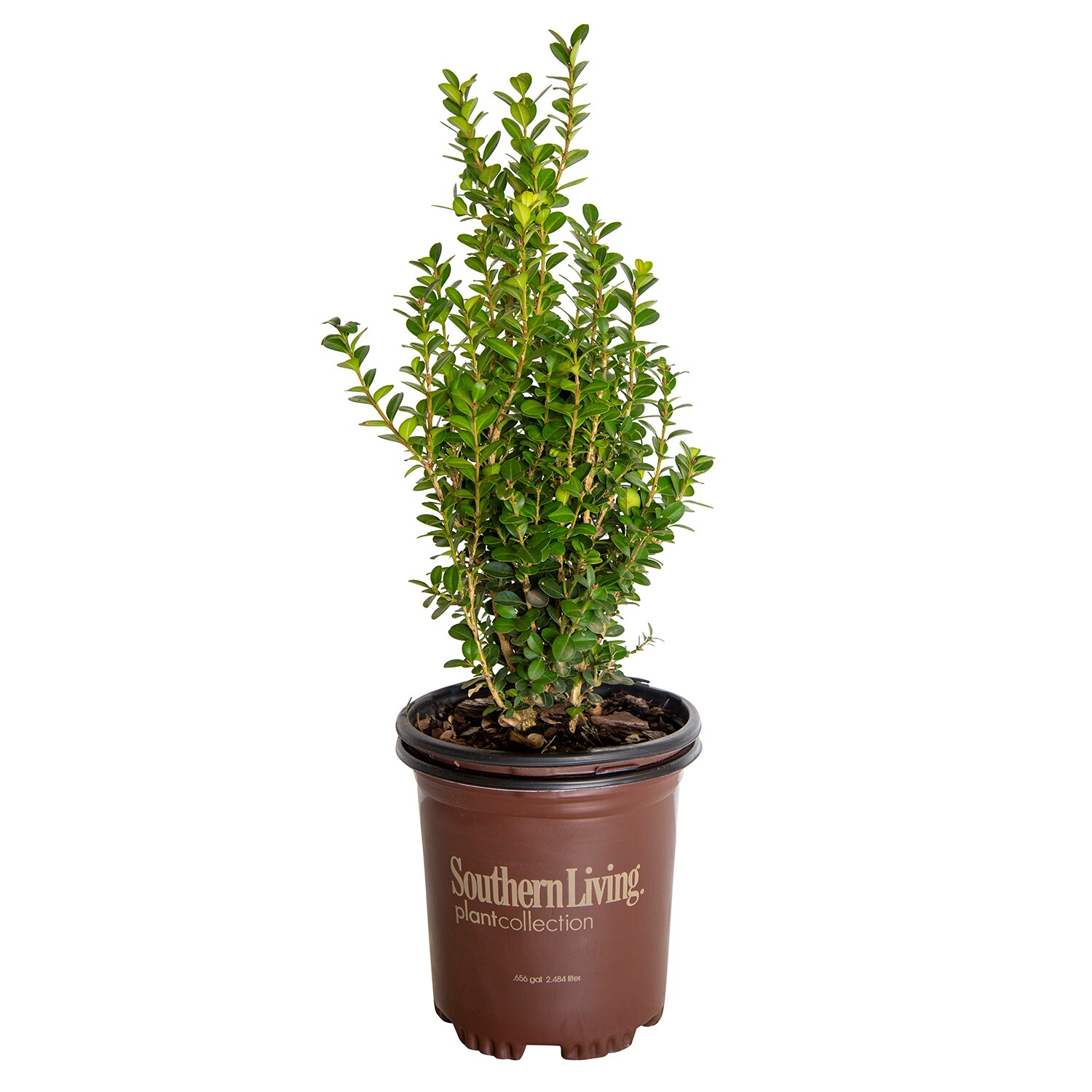 Southern Living Plant Collection 0619Q-1 Winterstar Boxwood Foundation/Hedge Shrub in 2.5 -Quart Pot 1 -Pack