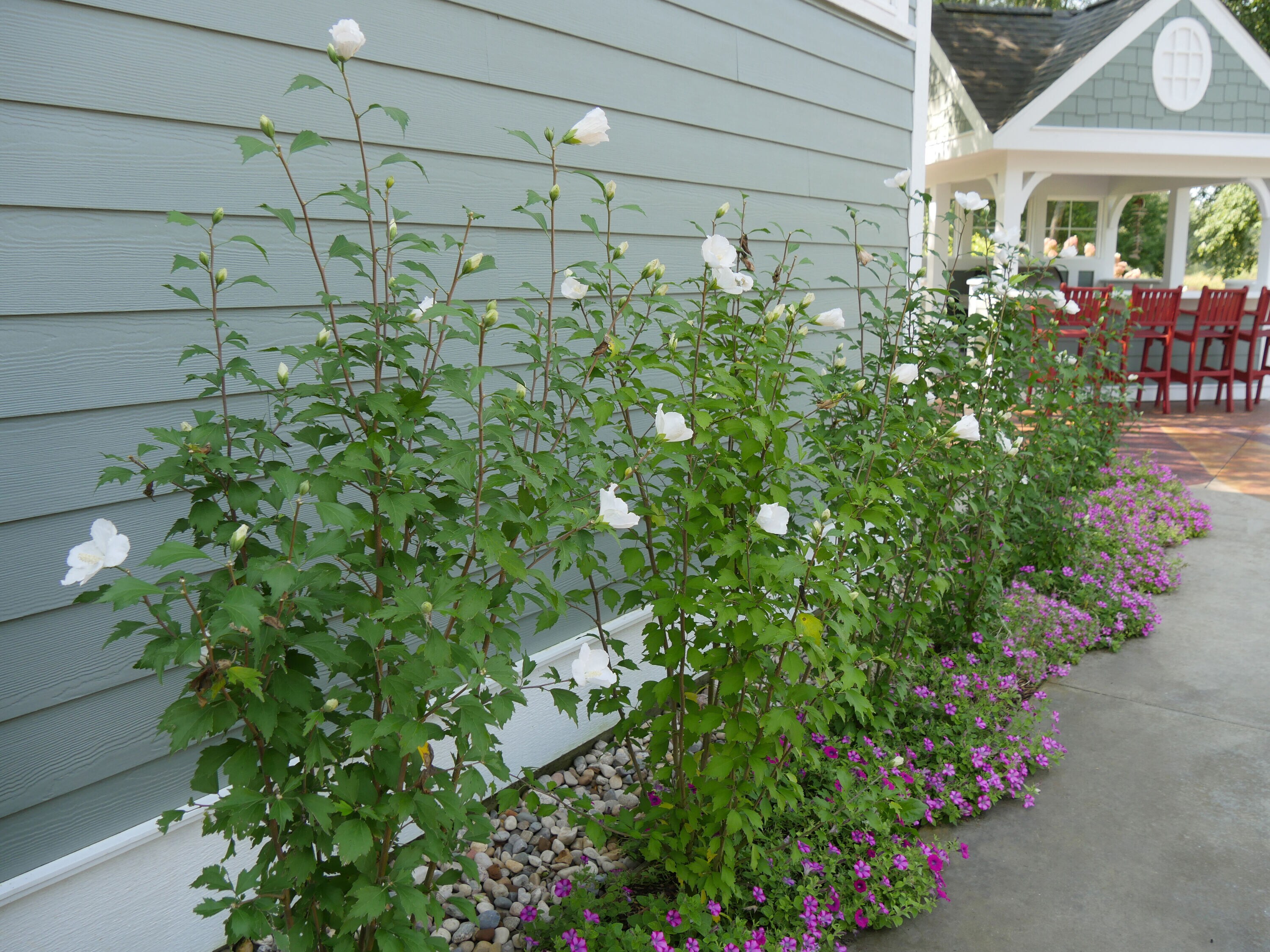 Proven Winners HIBPRC2417800 shrubs - View #4